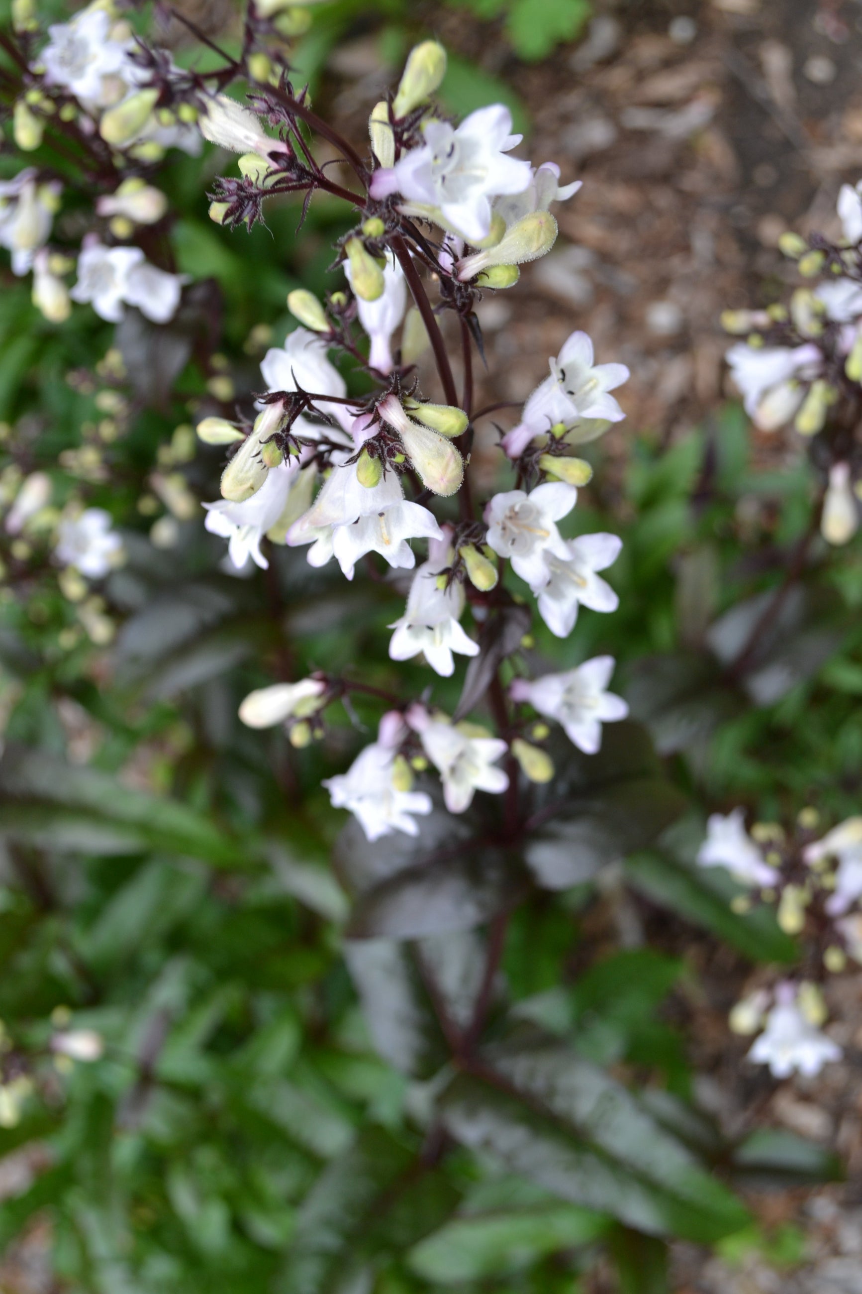 The white bloom and dark stalk of Penstemon 'Husker red' at the Morton Arboretum ©Elite Growers
