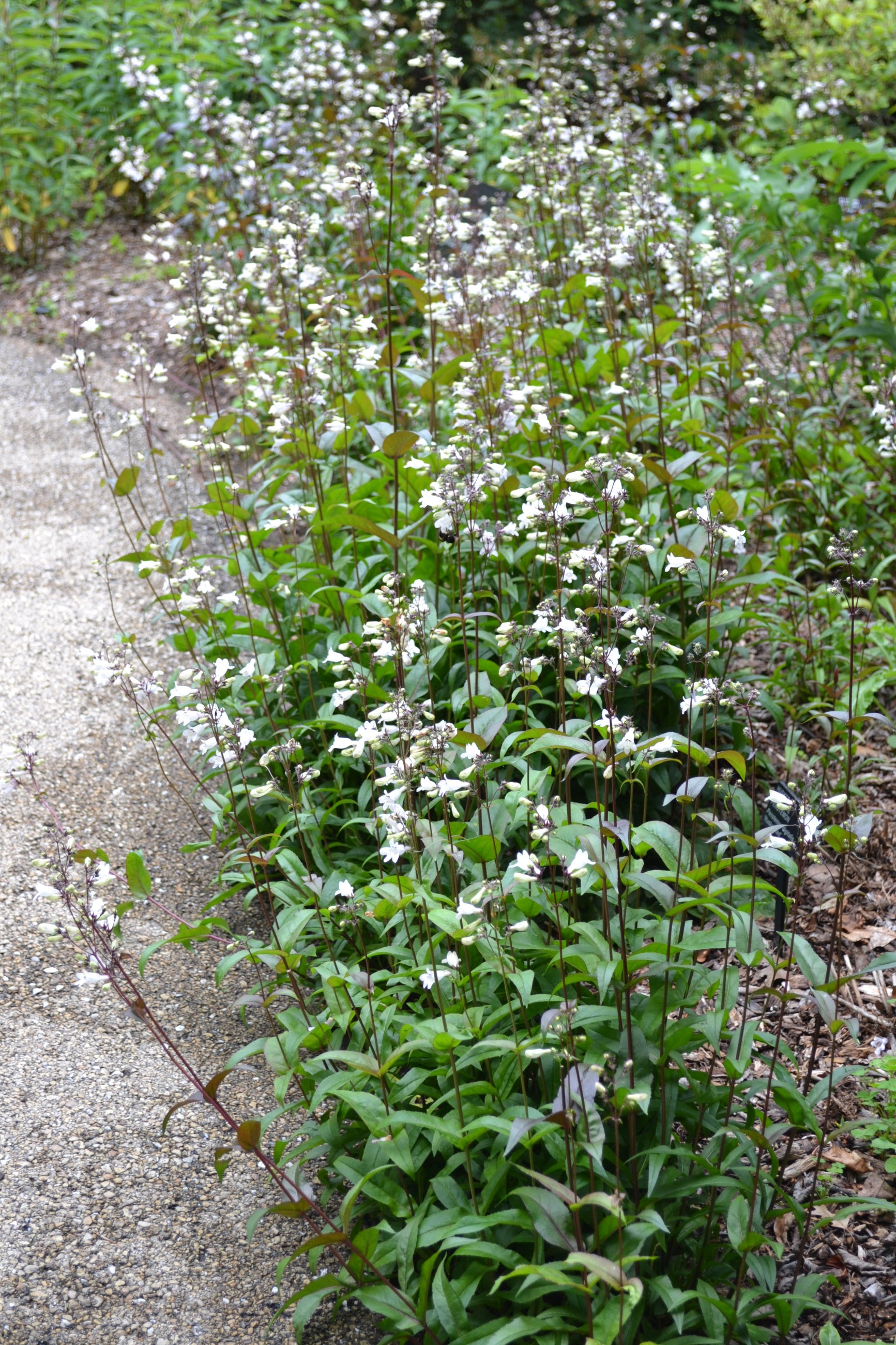 The white bloom and dark stalk of Penstemon 'Husker red' planted in mass as a border at the Morton Arboretum ©Elite Growers