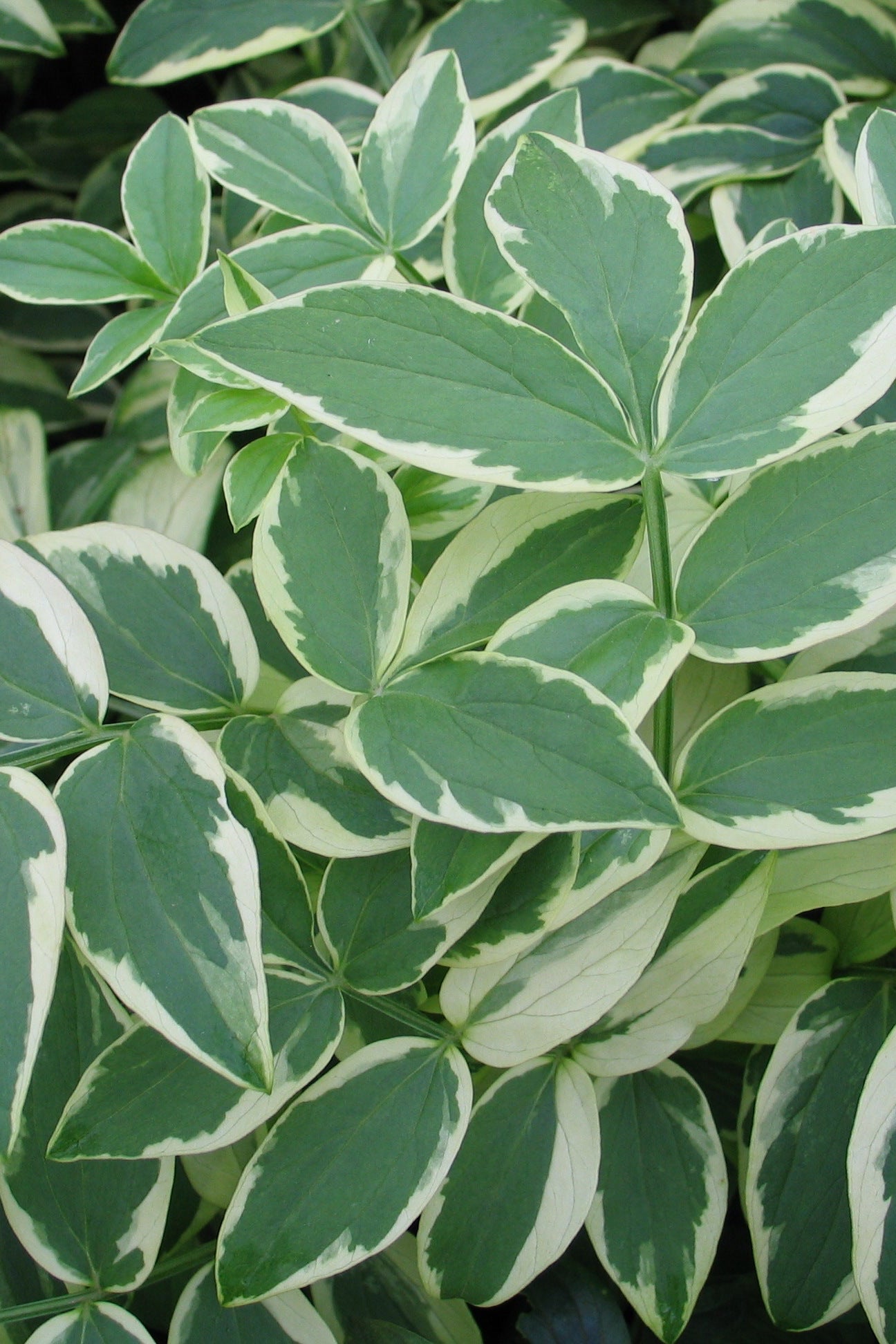 The white edged green leaves of the Polemonion 'Stairway to Heaven' ©Elite Growers