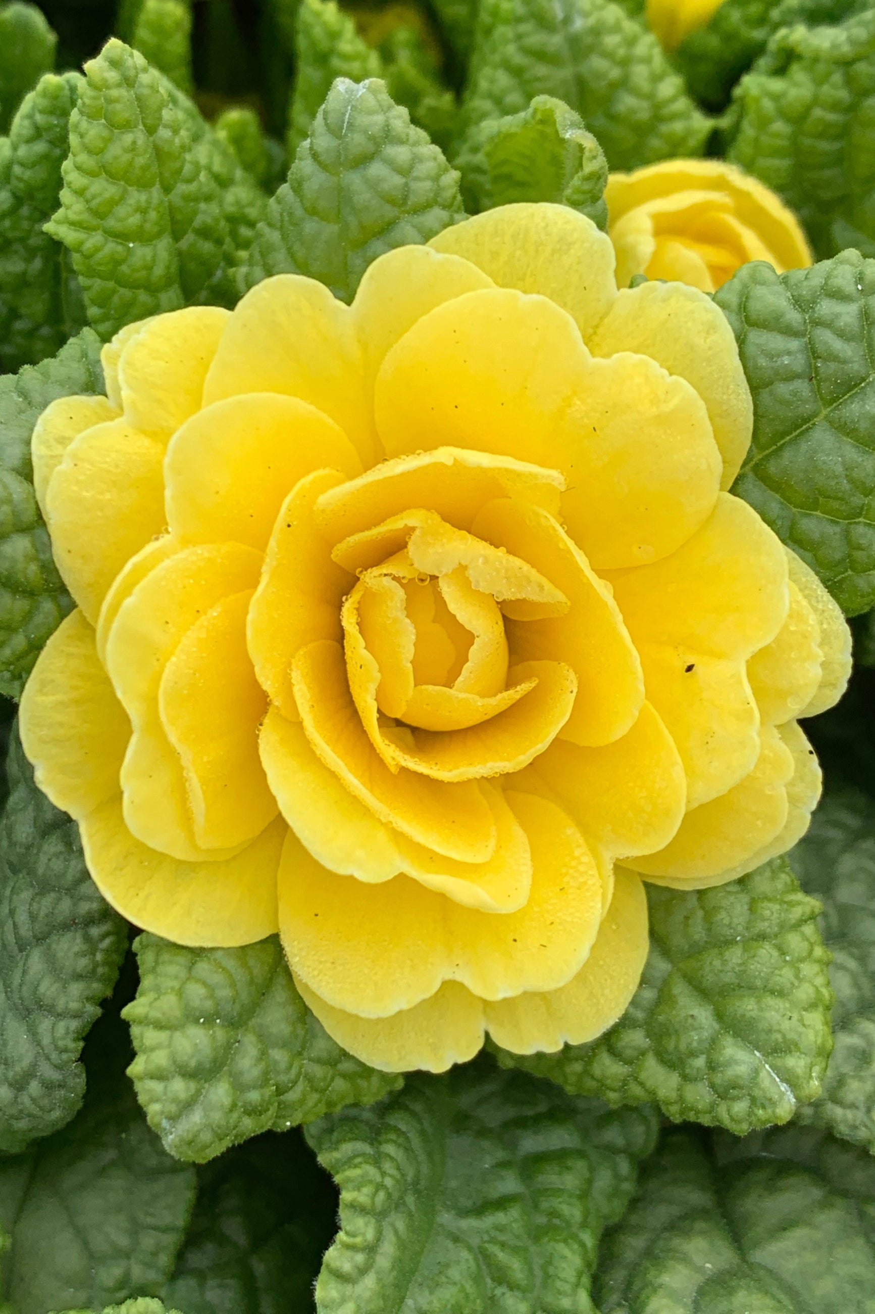 The yellow flower up close of the Primula 'Buttercup' ©Elite Growers