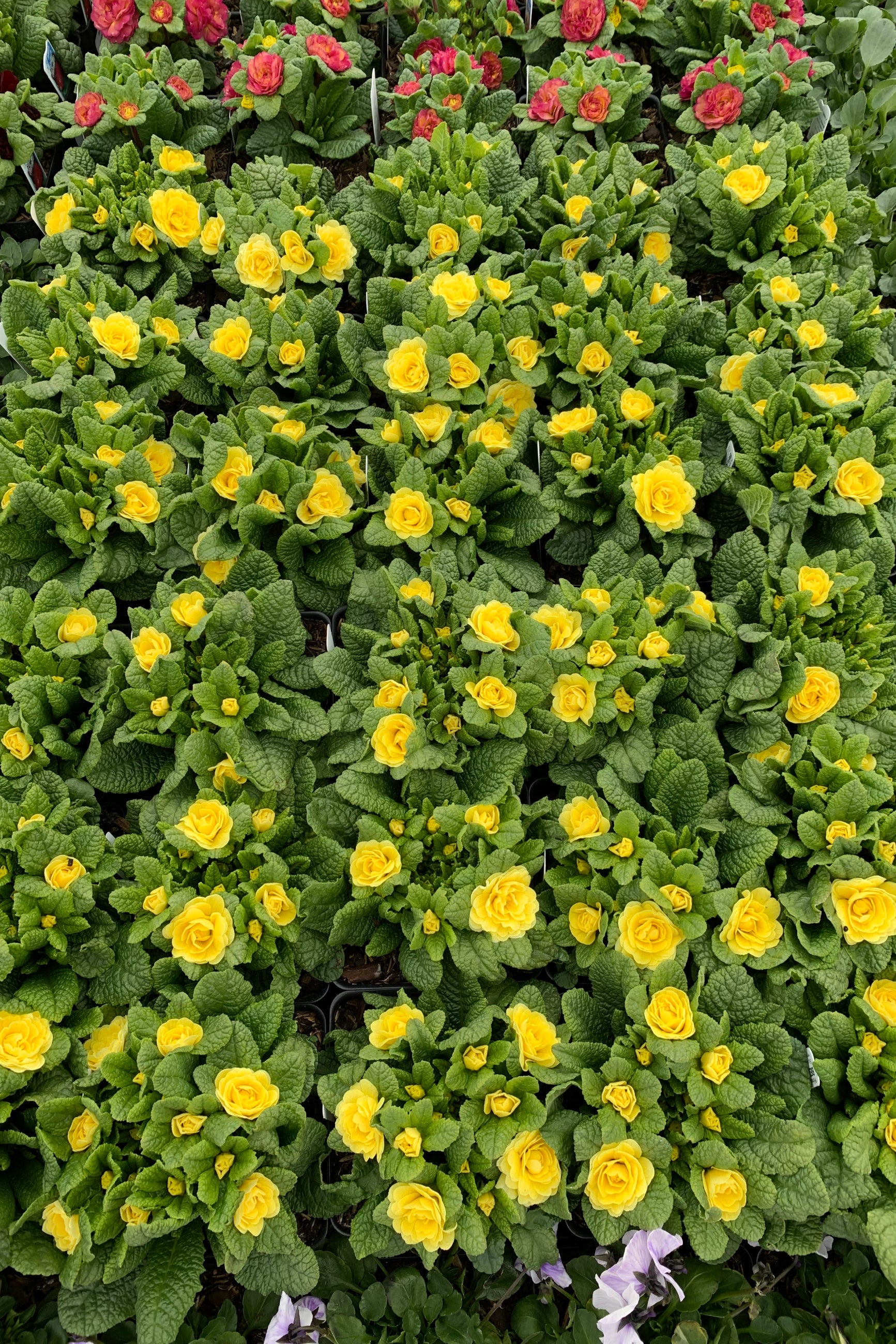 The yellow flowers of the Primula 'Buttercup' planted in mass ©Elite Growers
