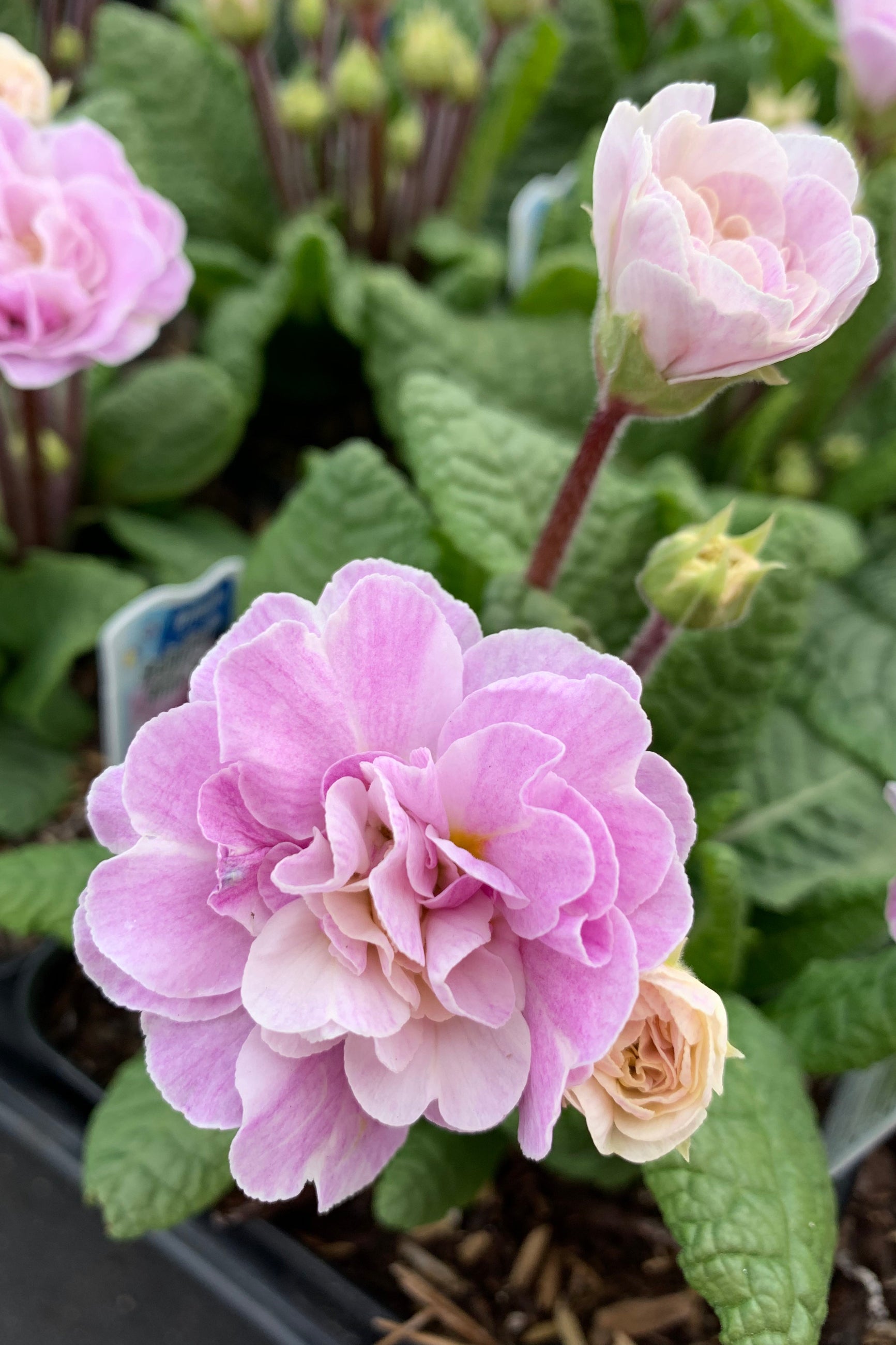 The pink flowers up close of the Primula 'Pink Ice' ©Elite Growers