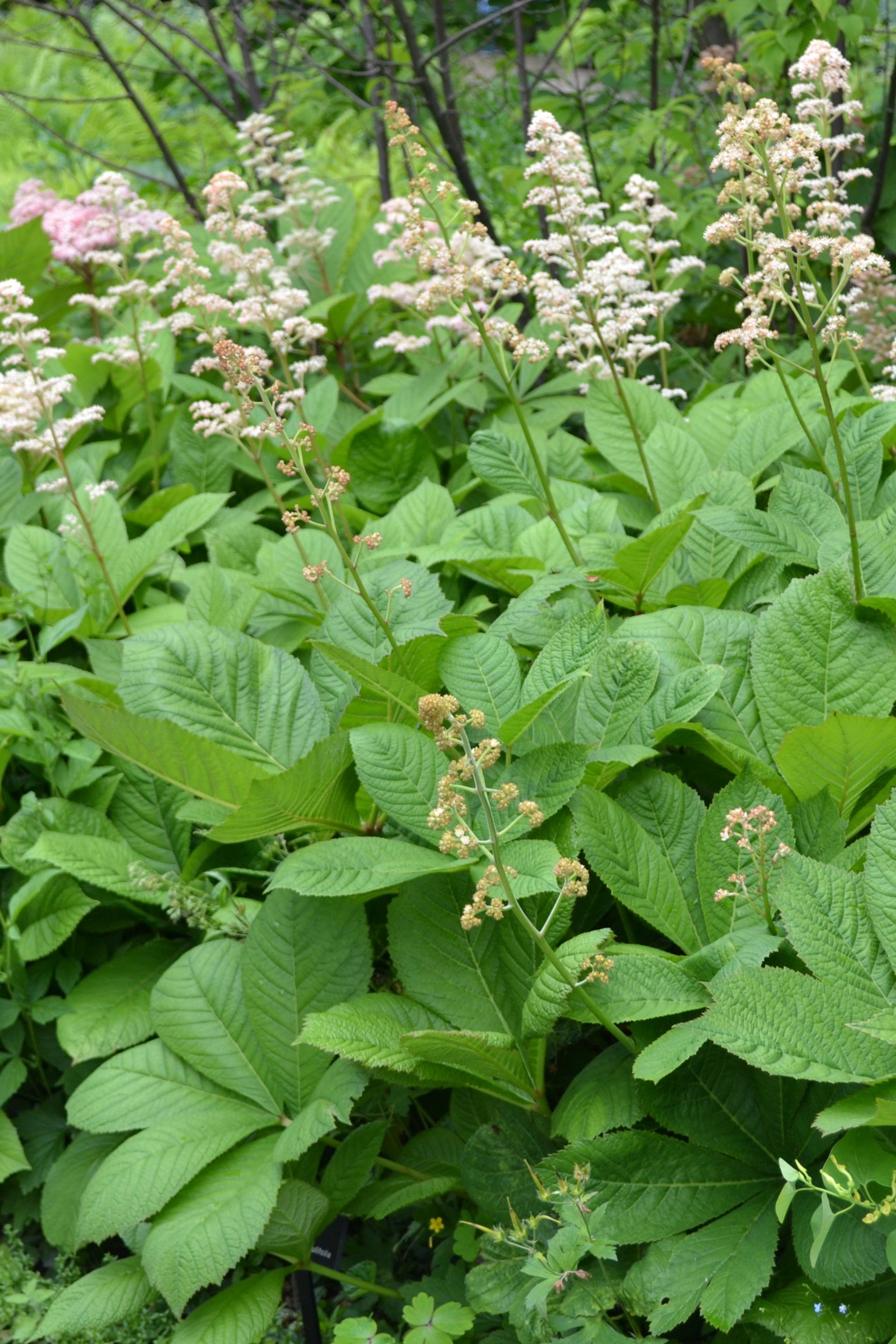 A mass planting of blooming Rodgersia aesculifolia at the Morton Arboretum ©Elite Growers