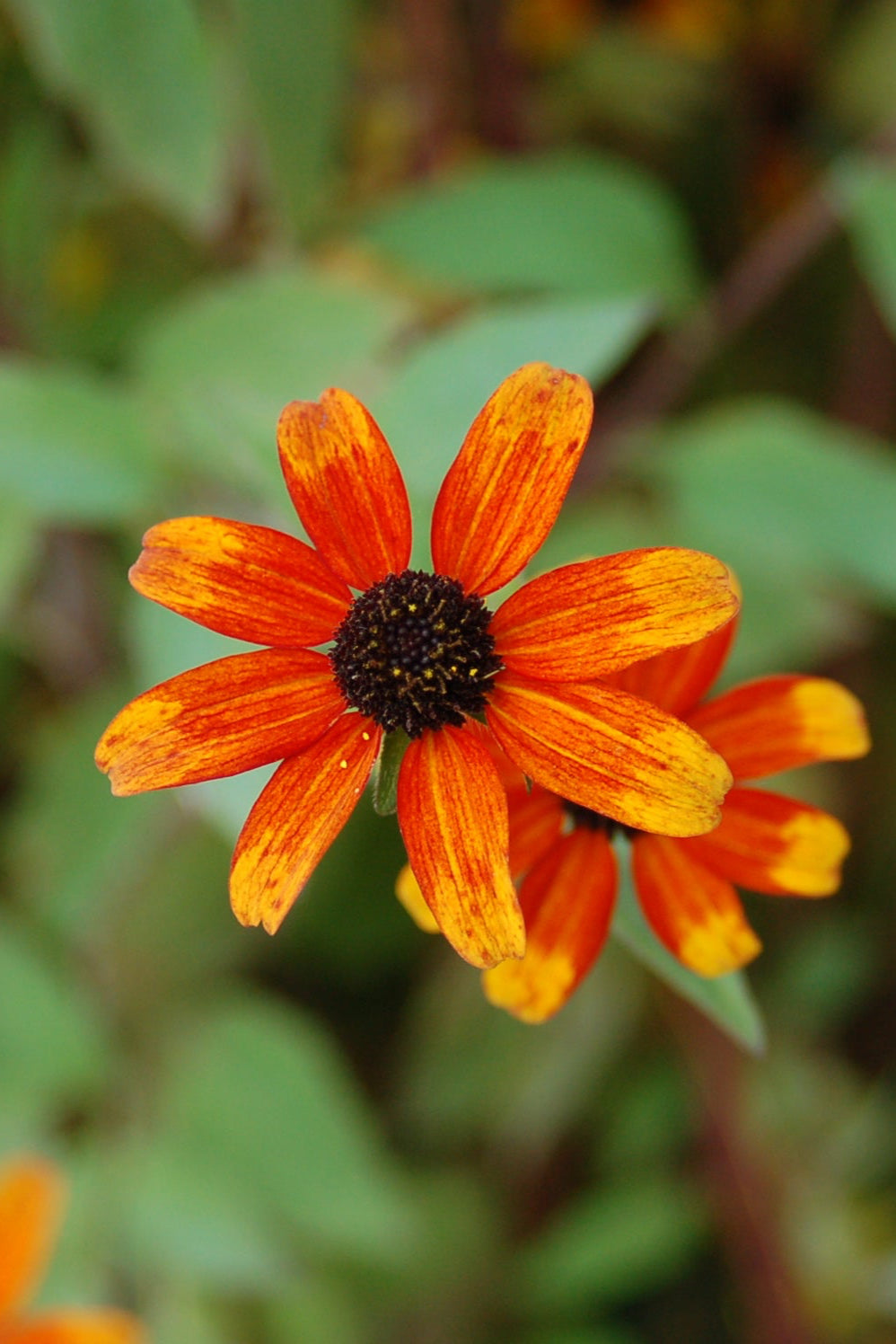 Rudbeckia 'Prairie Glow' red to yellow flower up close ©Elite Growers