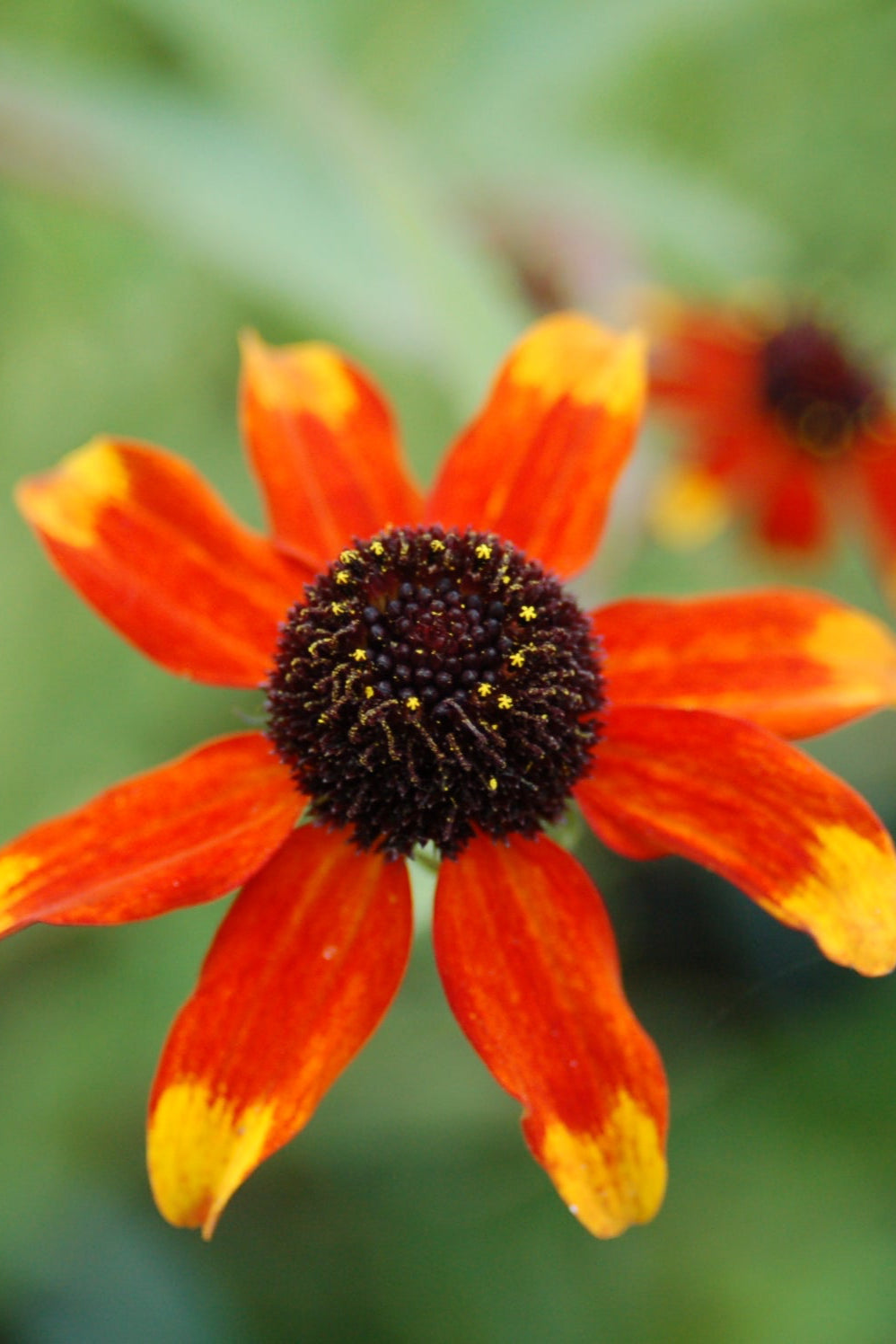 Rudbeckia 'Prairie Glow' red to yellow flower up close ©Elite Growers