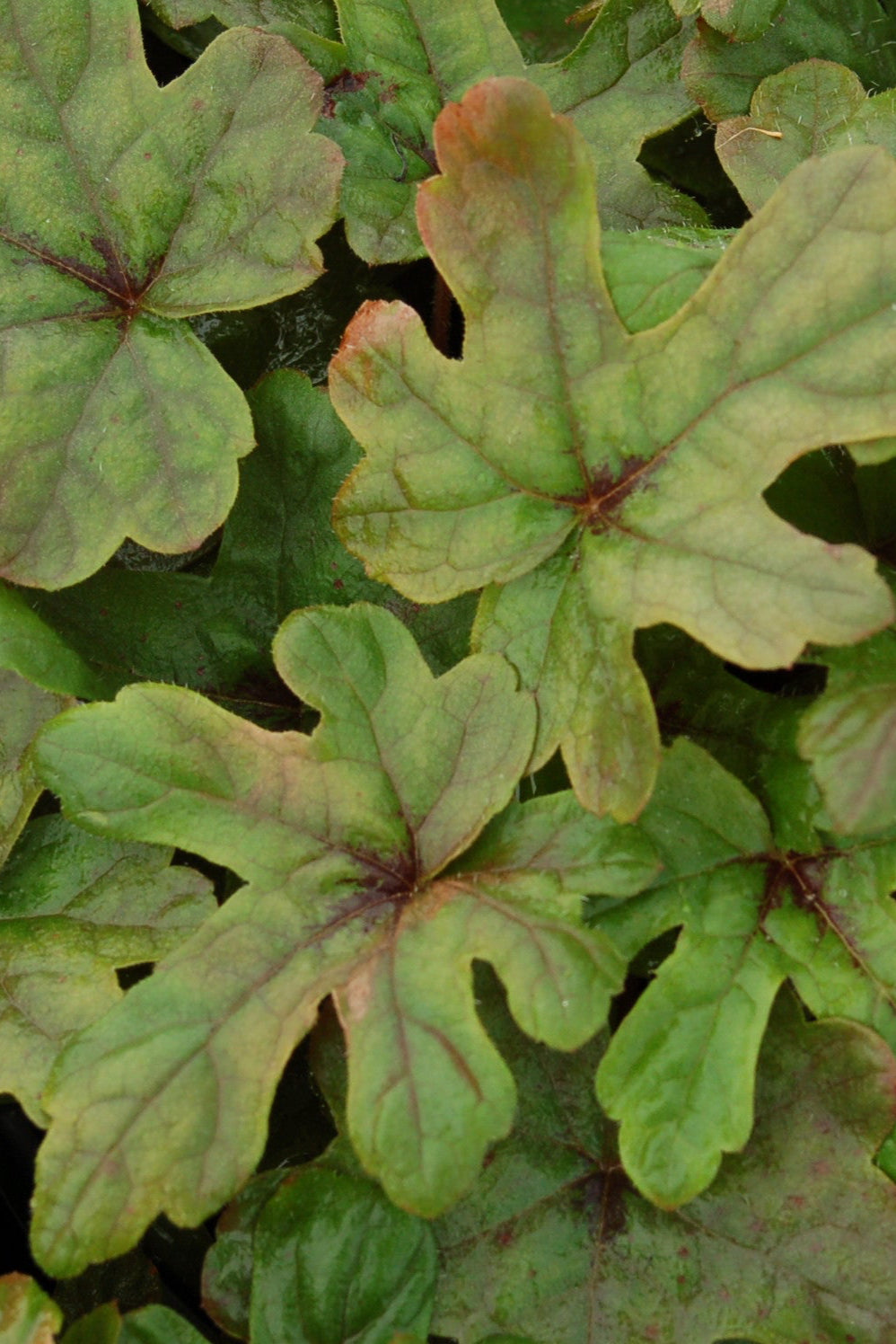 Tiarella 'Spring Symphony' leaves up close showing the interesting colors ©Elite Growers
