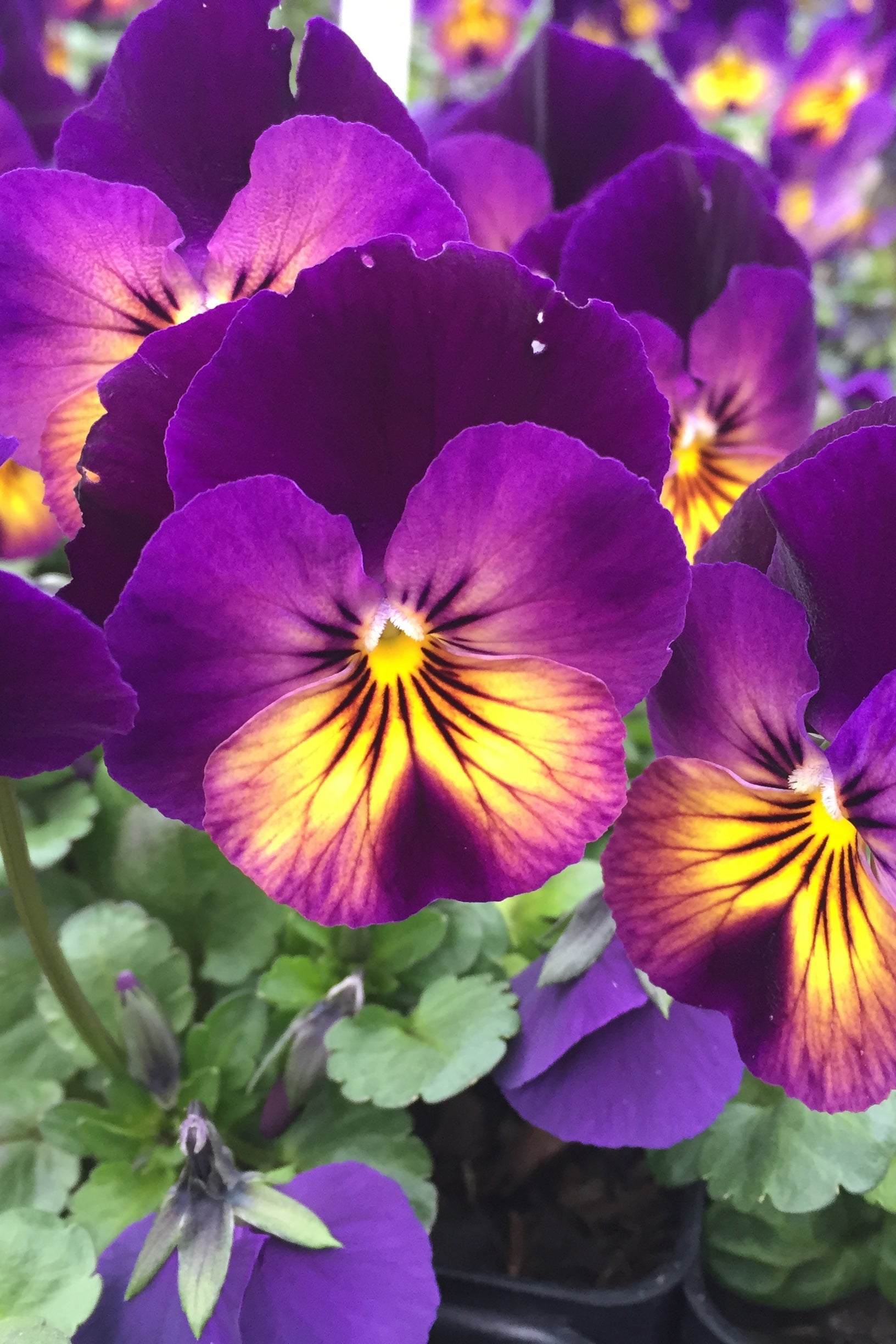 a field of blooming Viola 'Northern Lights' ©Elite Growers