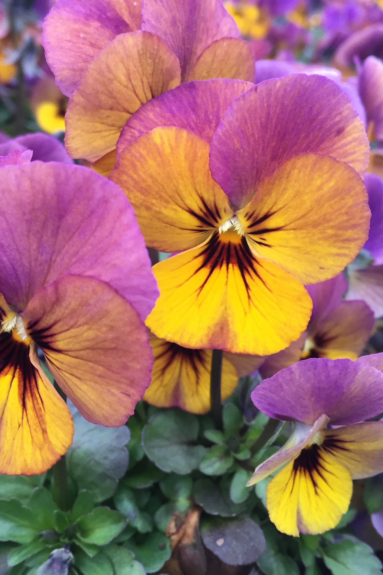 a field of blooming Viola 'Twilight' ©Elite Growers