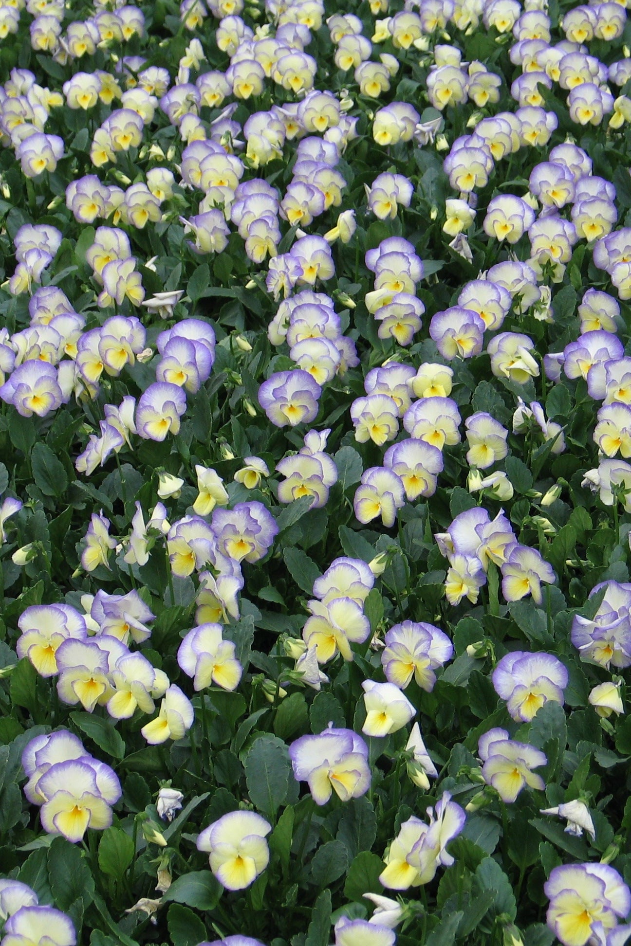 a field of blooming Viola 'Etain' ©Elite Growers