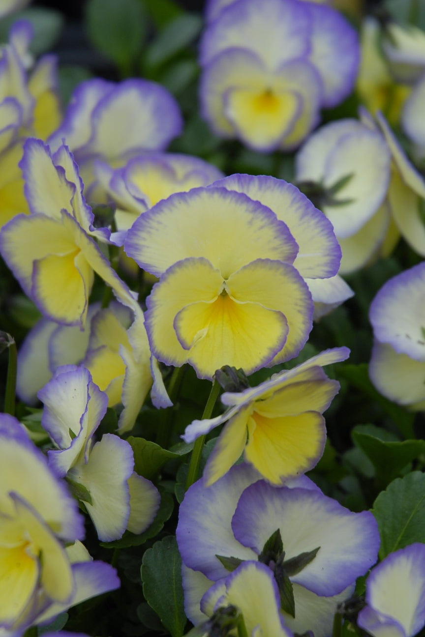 a field of blooming Viola 'Etain' ©Elite Growers
