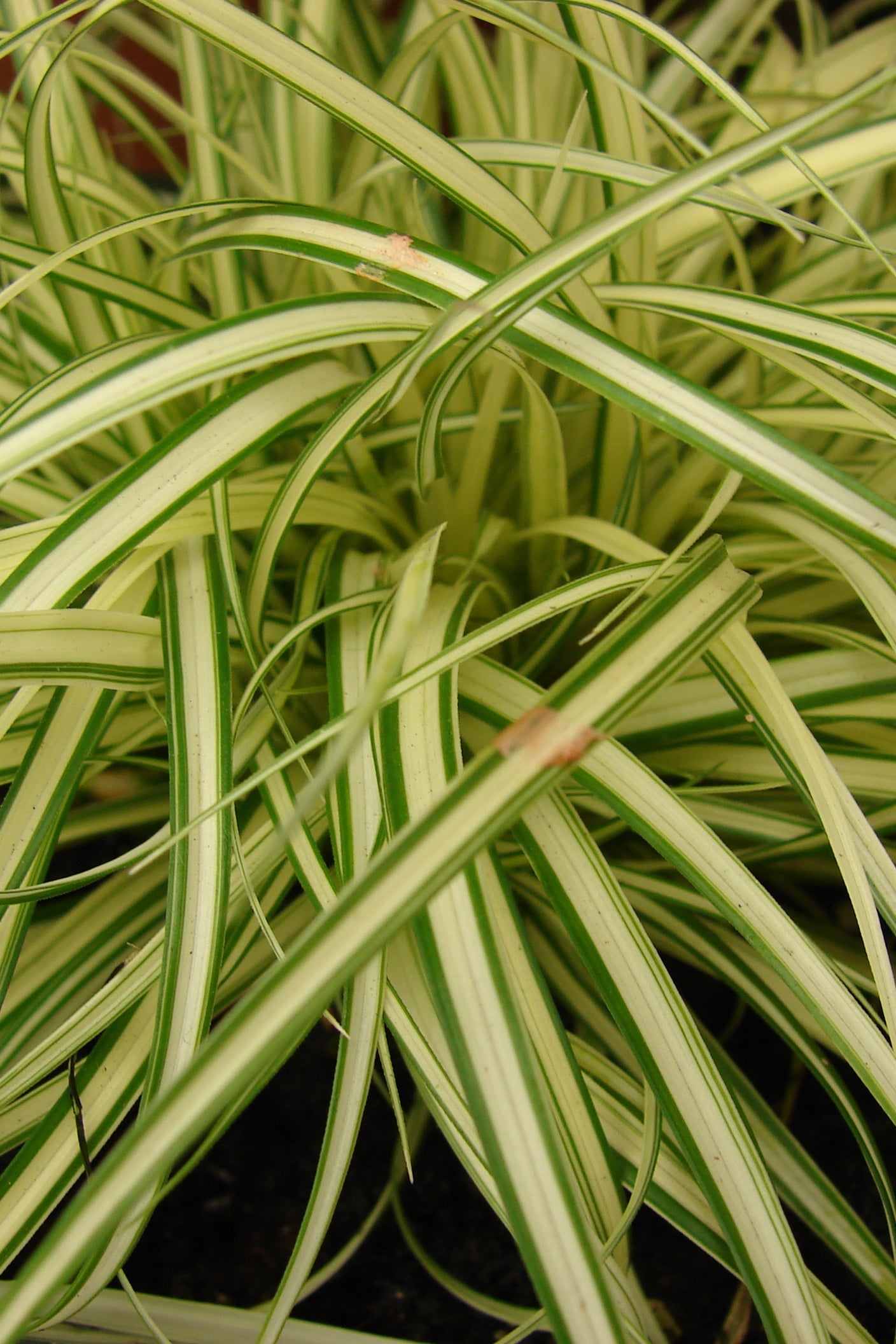 Carex 'Evergold' up close with it yellow and green stripes ©Elite Growers