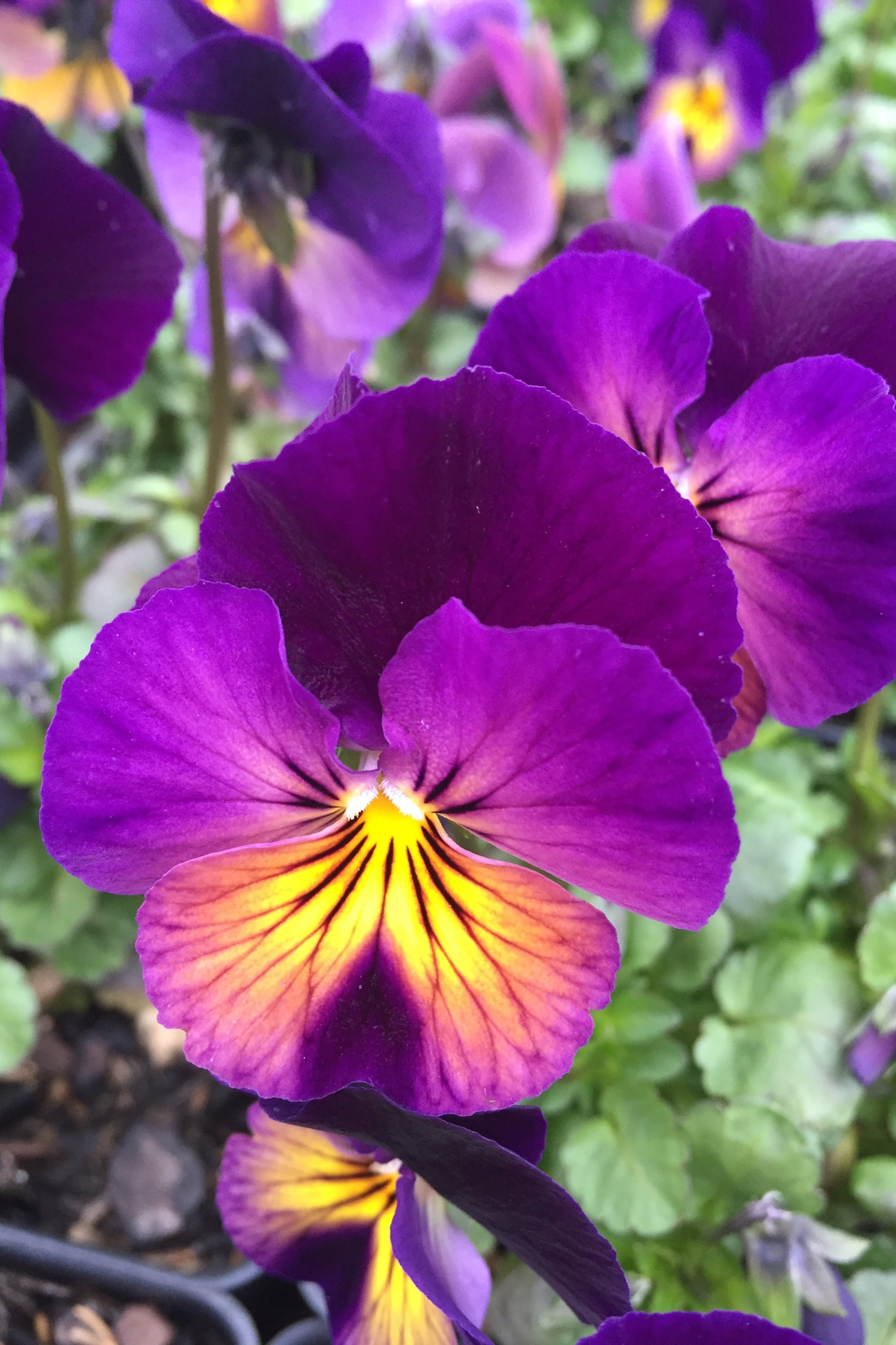 blooming Viola 'Northern Lights' flowers up close E©Elite Growers