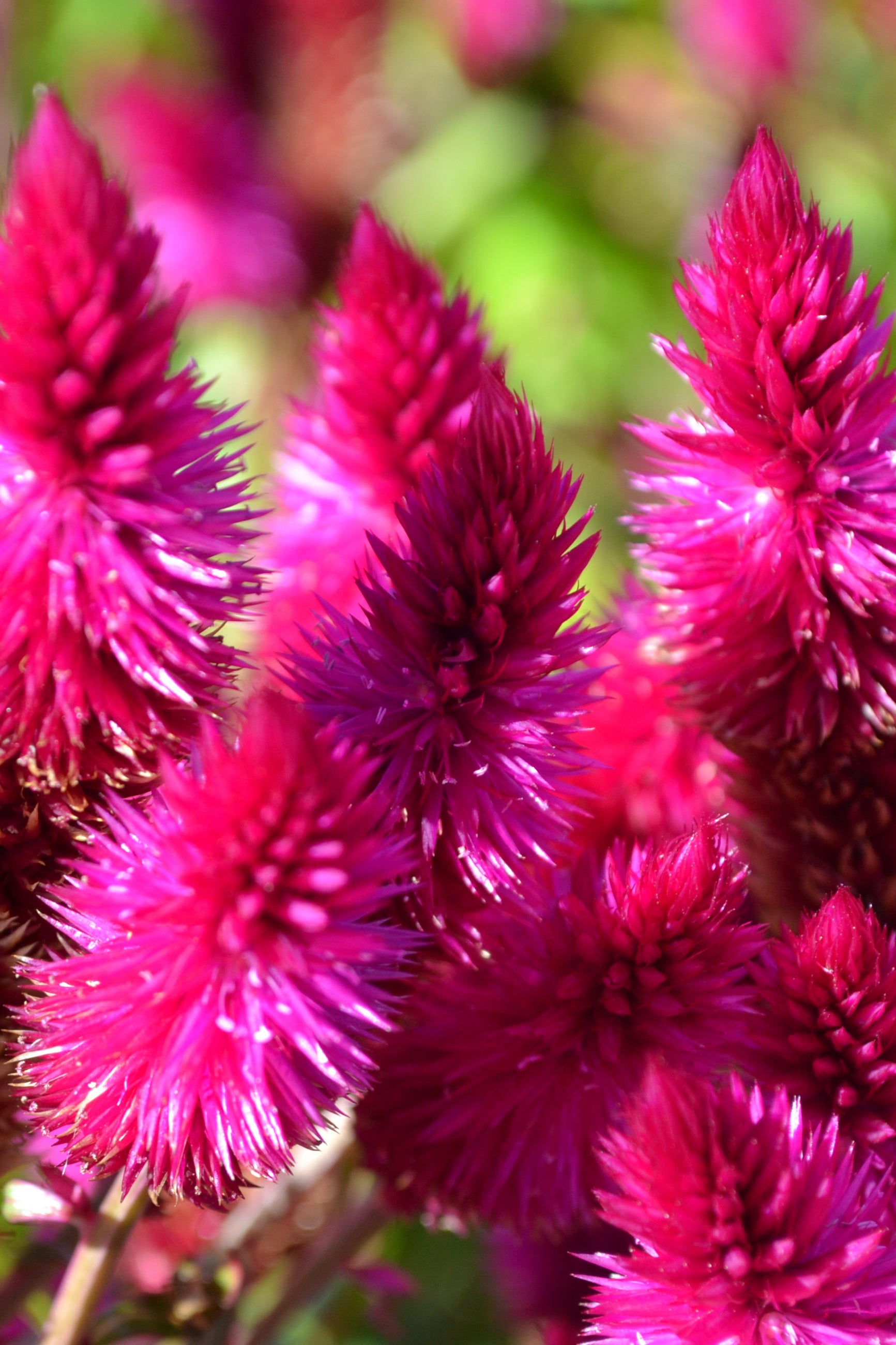 Celosia 'Intenz Dark Purple' bloom up close ©Elite Growers