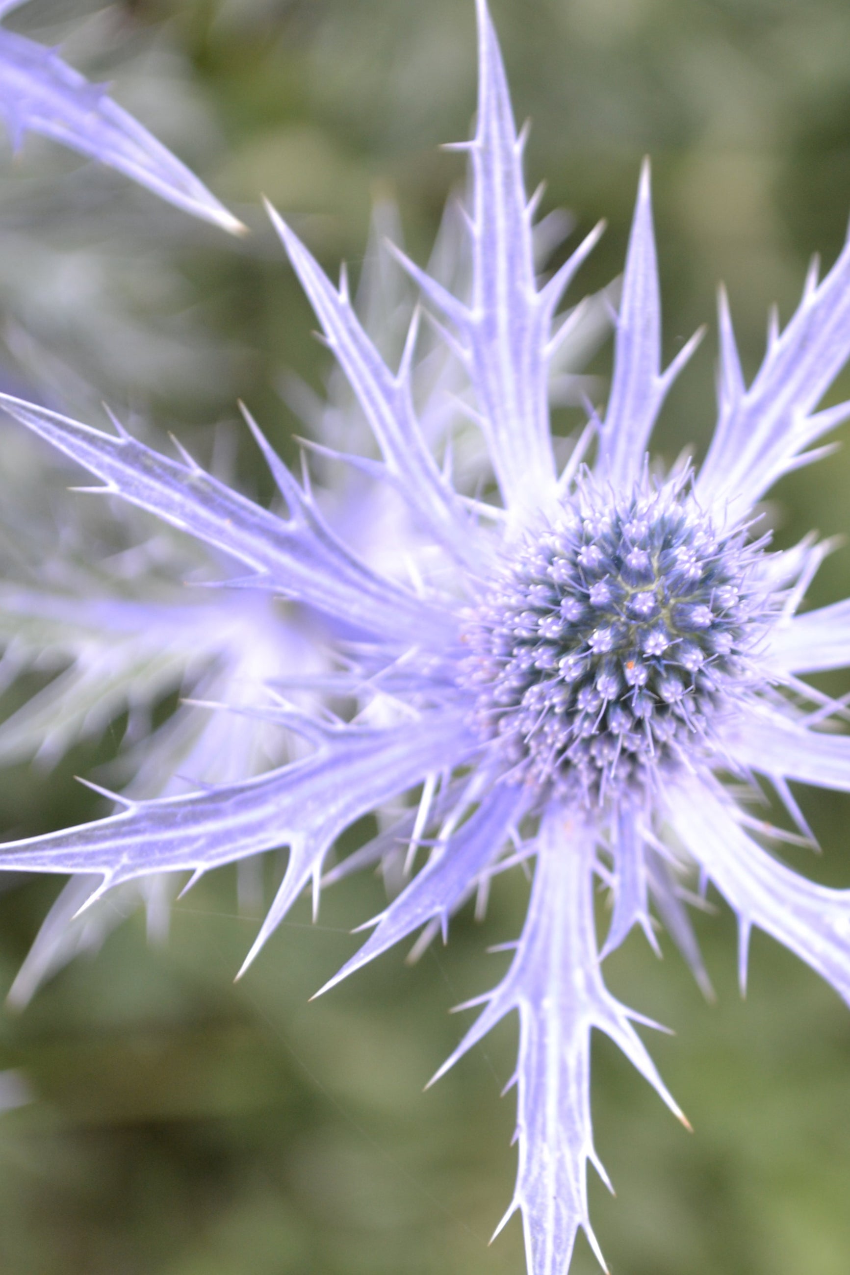 Eryngium 'Big Blue' detail image of the flower up close ©Elite Growers