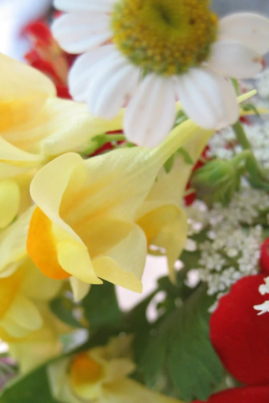 Endless Blooms seed flowers up close by Hudson Valley Seed Co. ©Hudson Valley Seed Co.