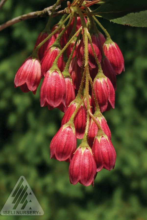 Enkianthus Jan the red flowers up close ©Iseli Nursery