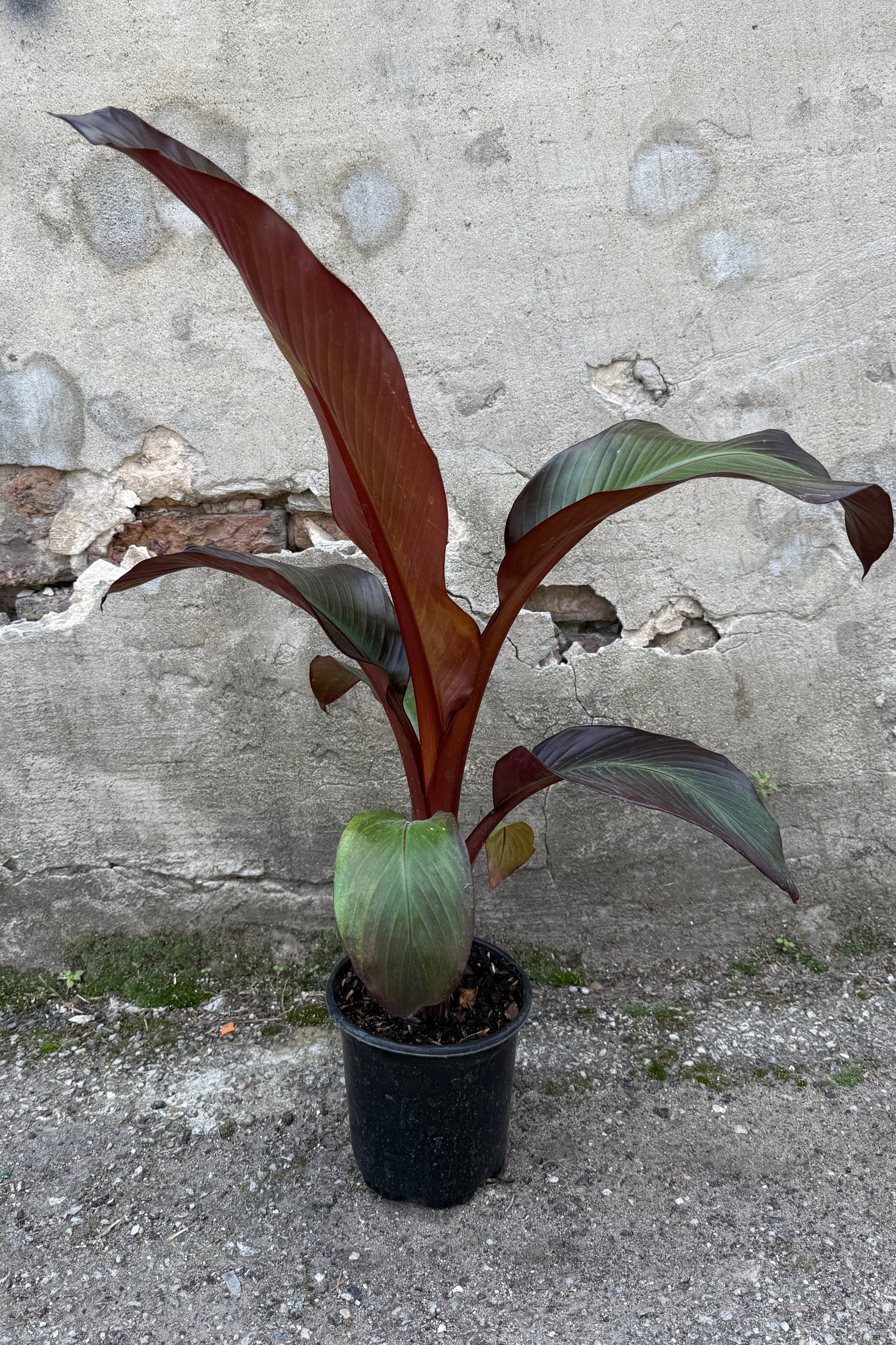 Ensente v. 'Maurelii #1 in May ©Sprout Home