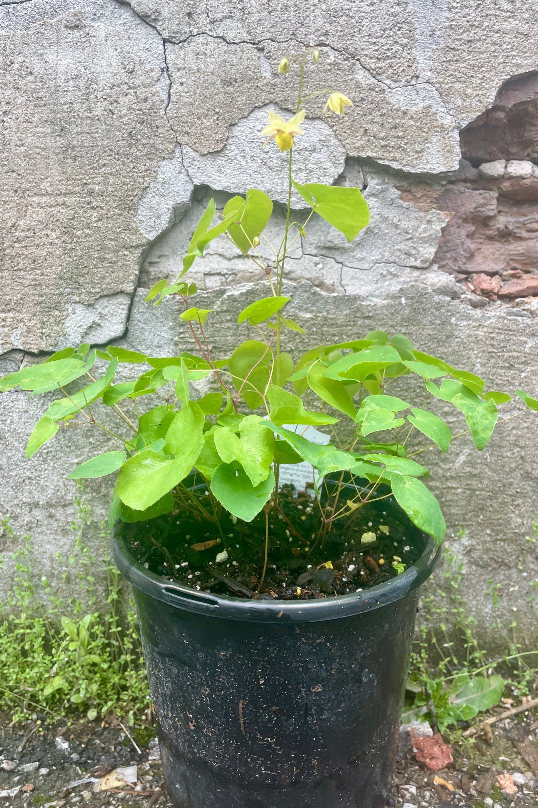 Epimedium 'Sulphureum' in a #1 growers pot, May 1st, with some yellow blooms above the green delicate looking leaves. ©Sprout Home