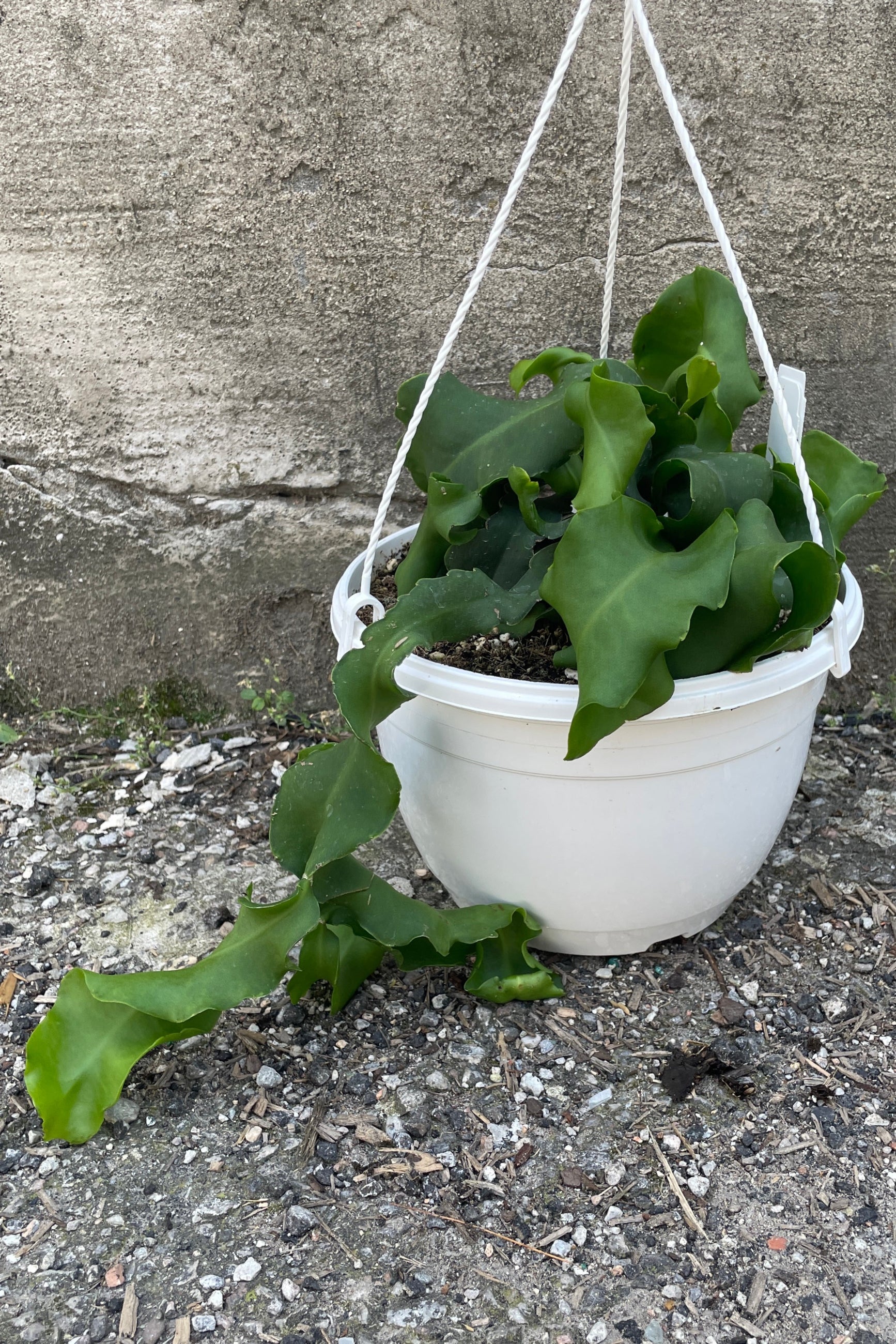 Epiphyllum 'Monstrose' in an 8" growers pot sitting on the concrete ground. ©Sprout Home
