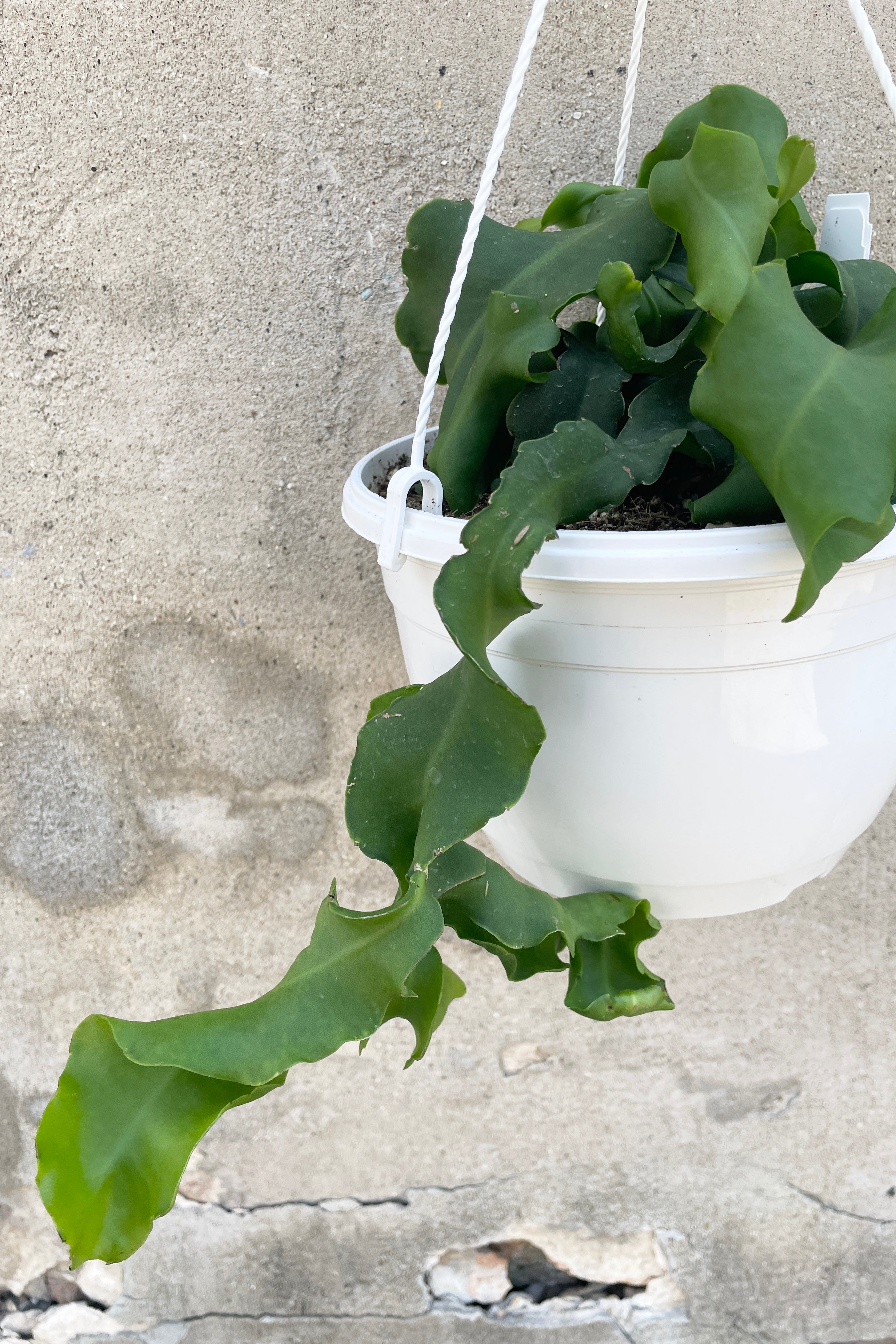 A Epiphyllum guatemalense 'Monstrose' in a 8" growers pot hanging in front of a concrete wall.