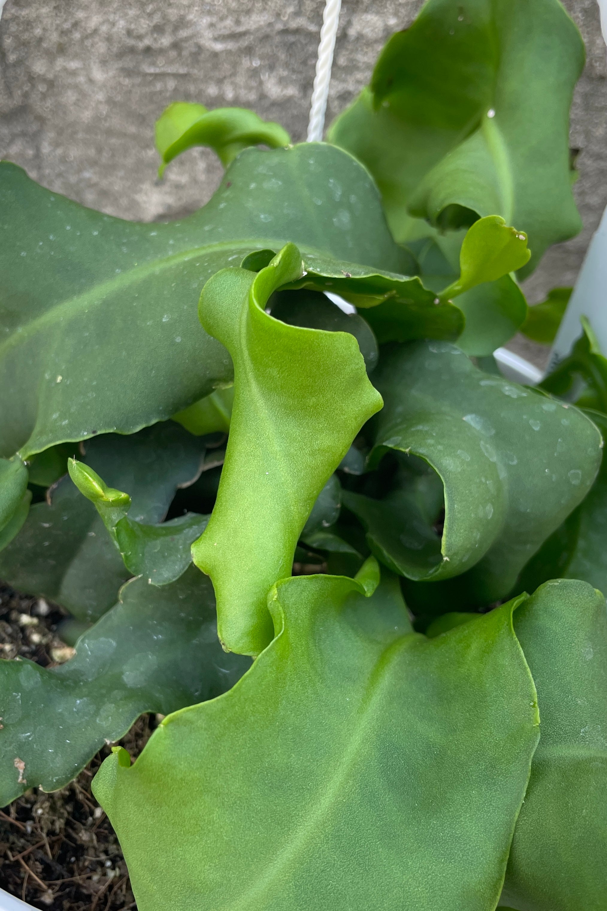 Epiphyllum 'Monstrose' close up of the curly thick green leaves.
