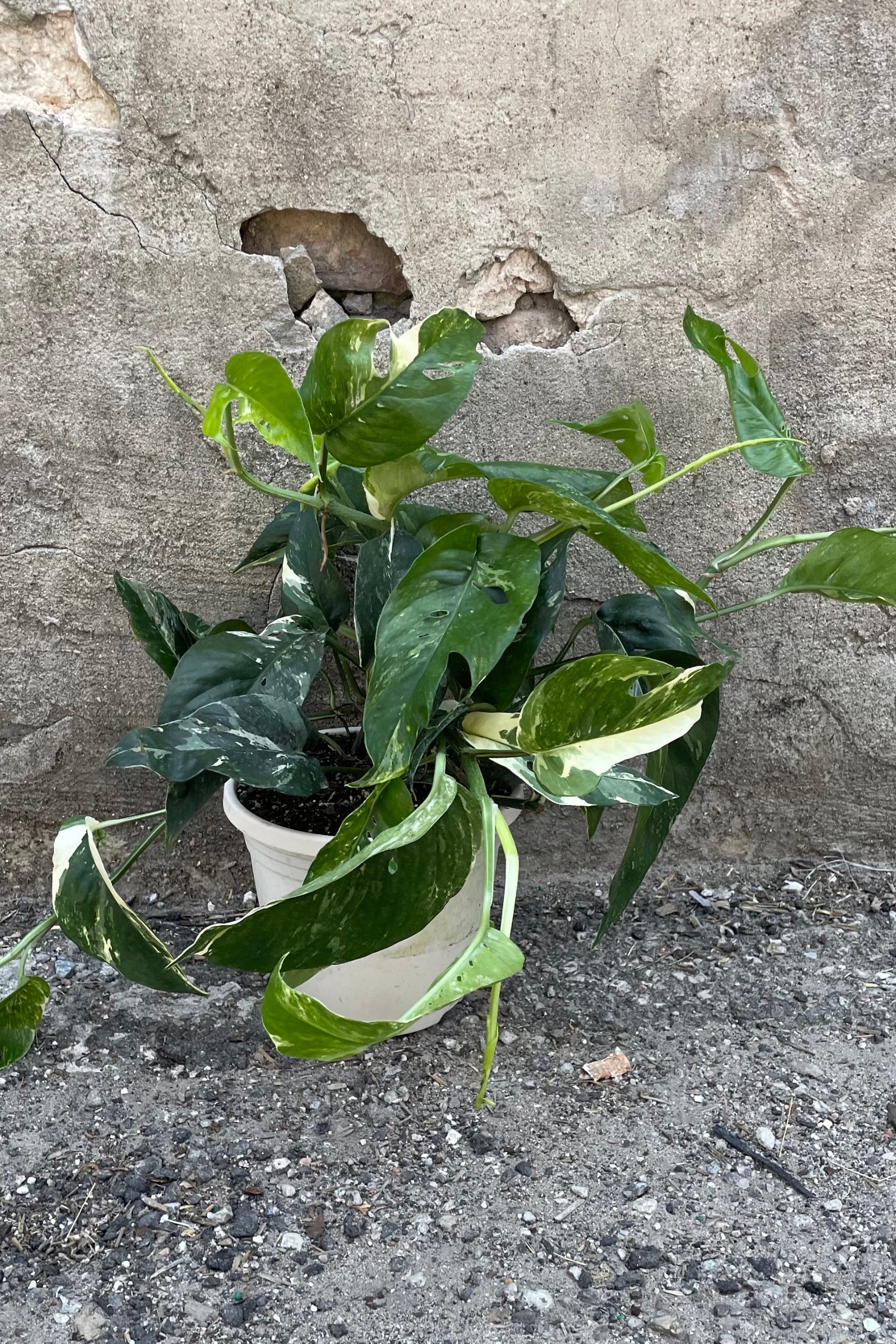 Epipremnum 'Albo' in a 6" growers pot showing off its white and green variegated leaves. ©Sprout Home