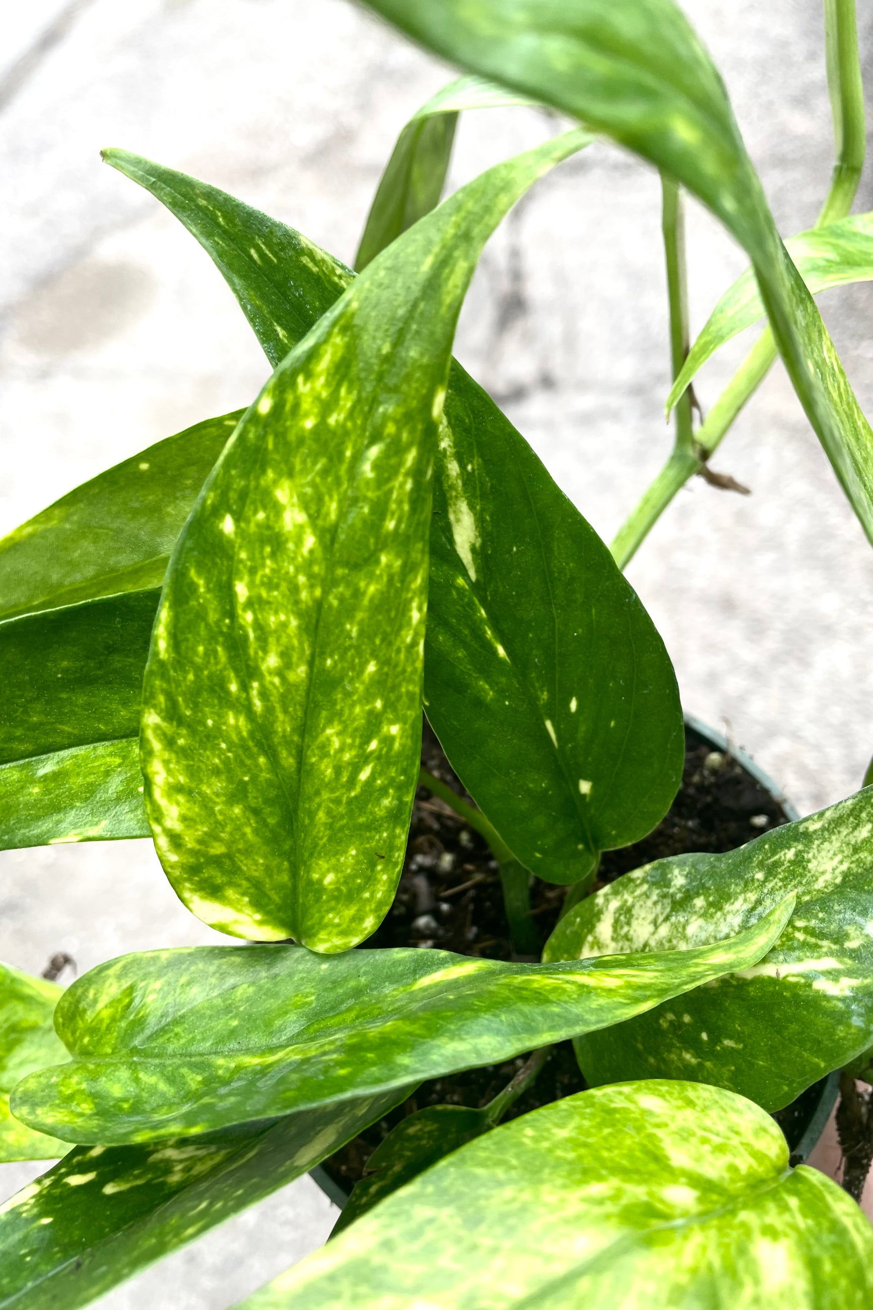 A detailed view of Epipremnum pinnatum 'Neon' 4" against concrete backdrop ©Sprout Home