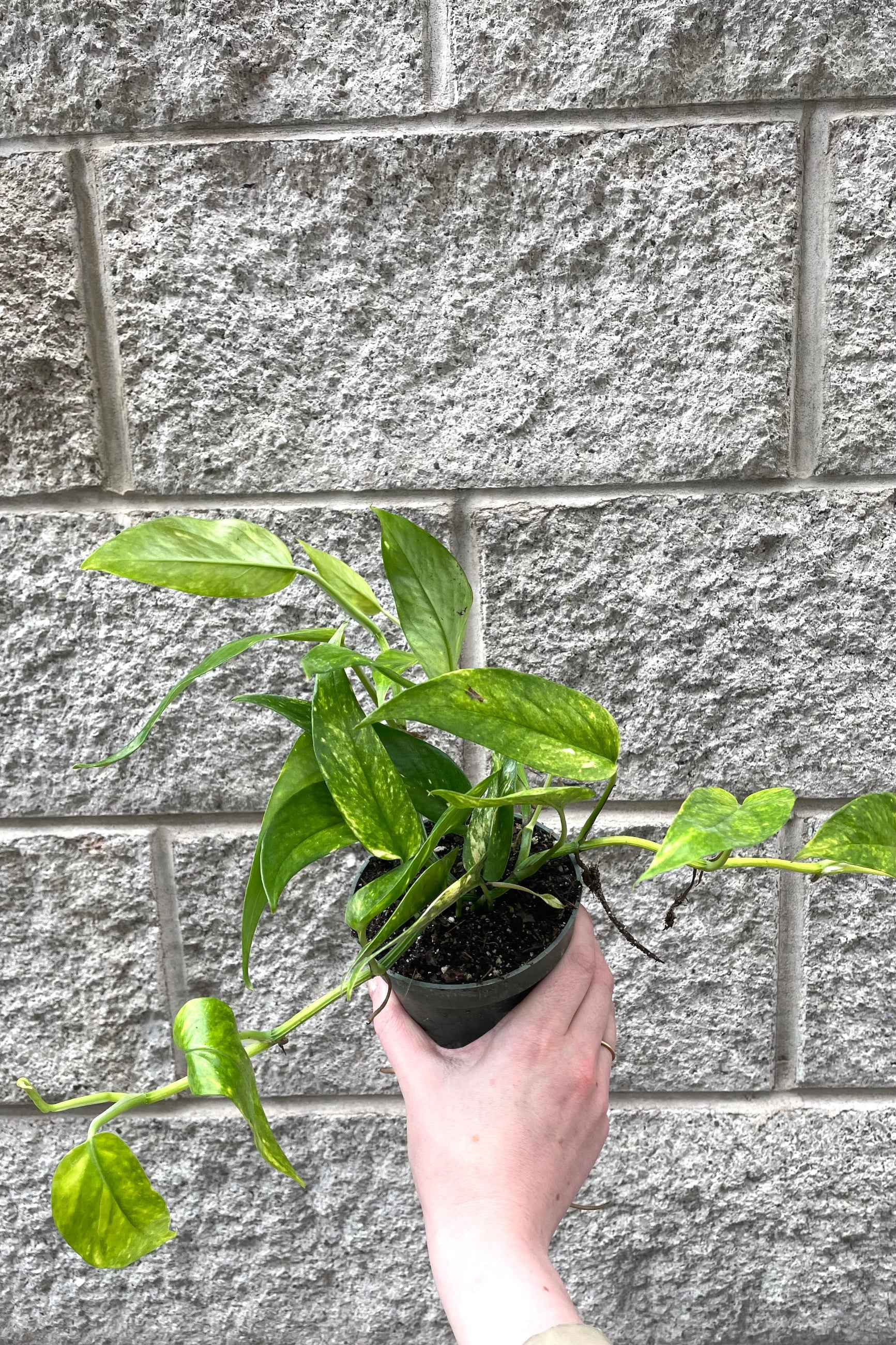 A hand holds Epipremnum pinnatum 'Neon' 4" in grow pot against concrete backdrop ©Sprout Home
