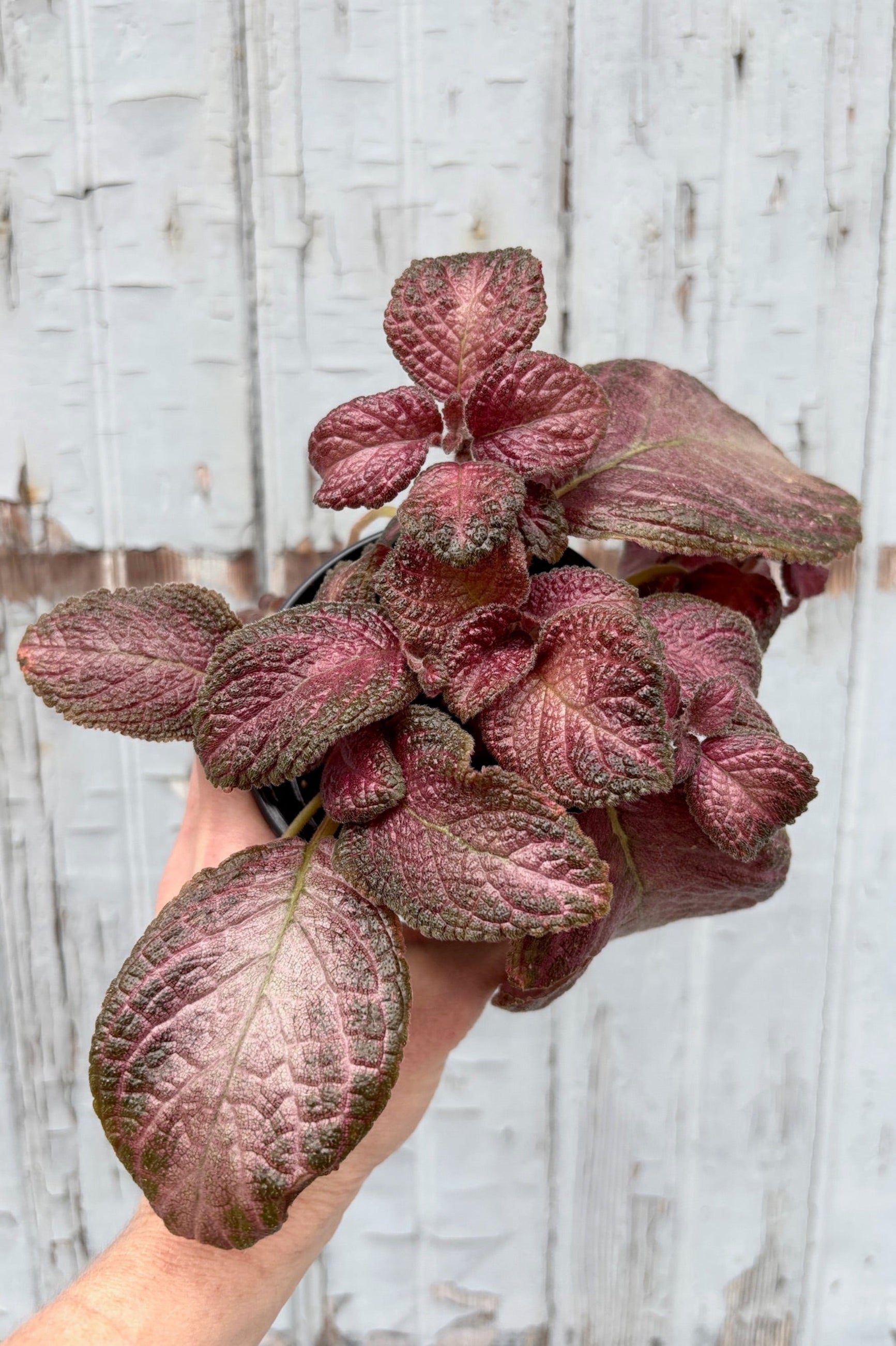 A detailed view of Episcia 4" with dark pink and brown leaves against grey wall ©SproutHome