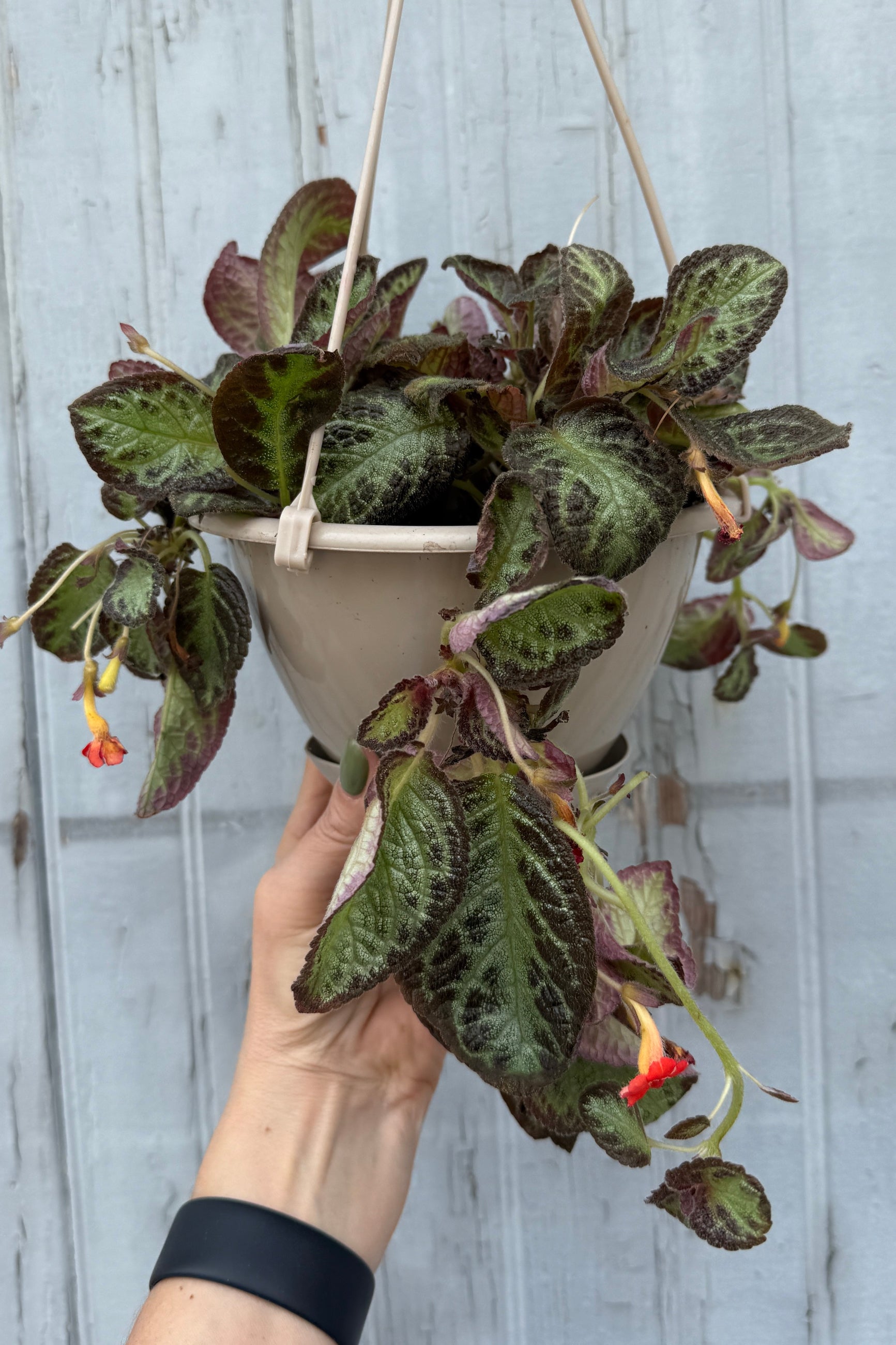 Episcia cupreata in a 6" 'growers pot, in bloom, being held against a gray blue wood wall ©Sprout Home