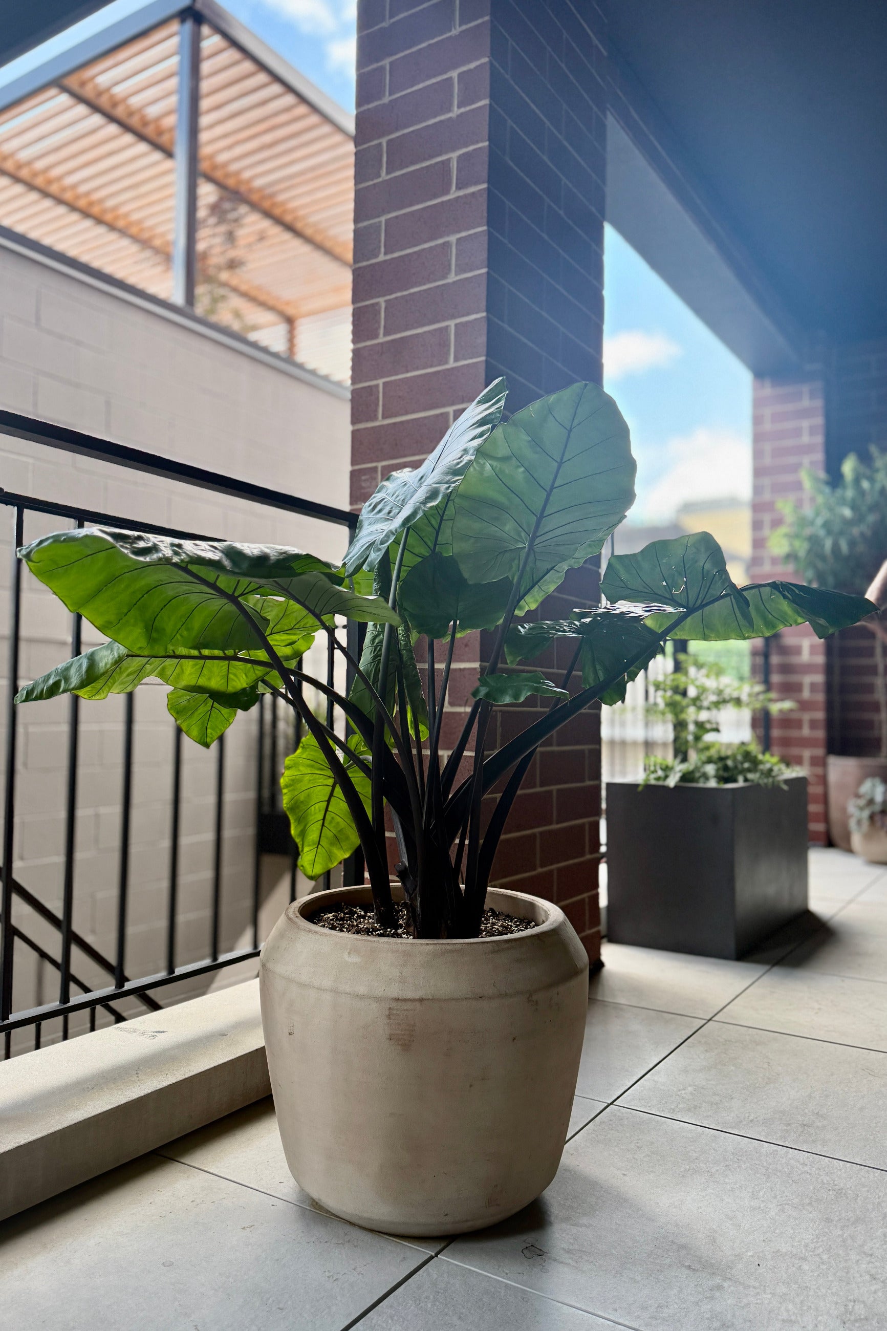 A potted Alocasia 'Black Stem' plant with large green leaves and dark stems, displayed in a Cape unglazed ceramic pot on a tiled balcony at a residential garden design site by Sprout Home ©Sprout Home