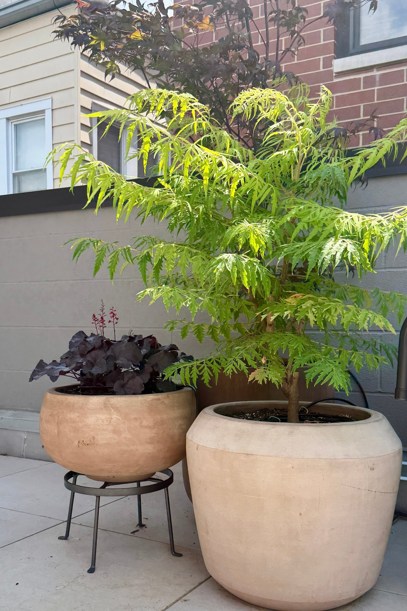A large green Tiger Eye Sumac shrub in a Cape planter on a patio, alongside a smaller dark burgundy plant in a matching beige planter on a black metal stand as part of a Sprout Home garden design ©Sprout Home
