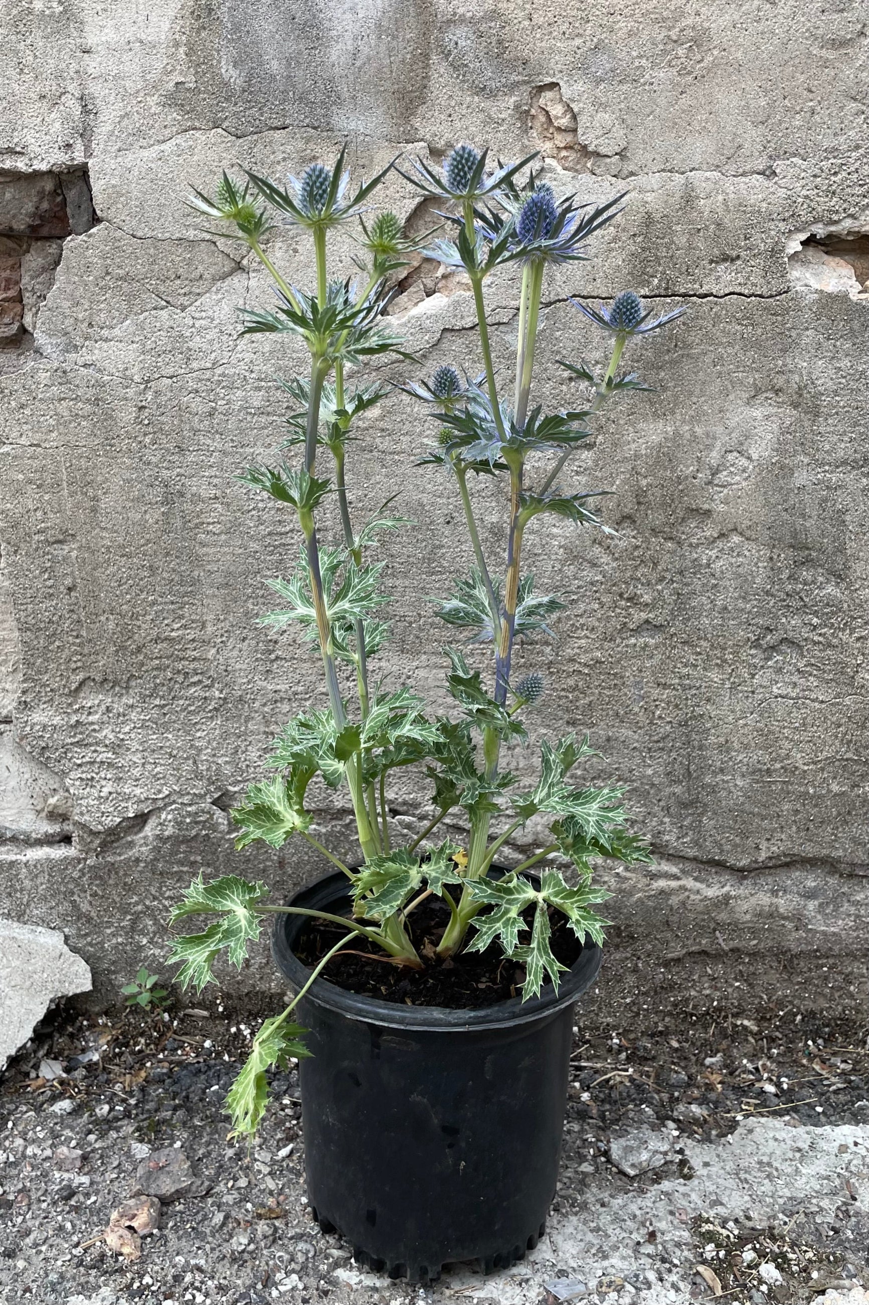 Eryngium 'Big Blue' in a #1 growers pot the middle of June with its steel blue flower spikes. ©Sprout Home