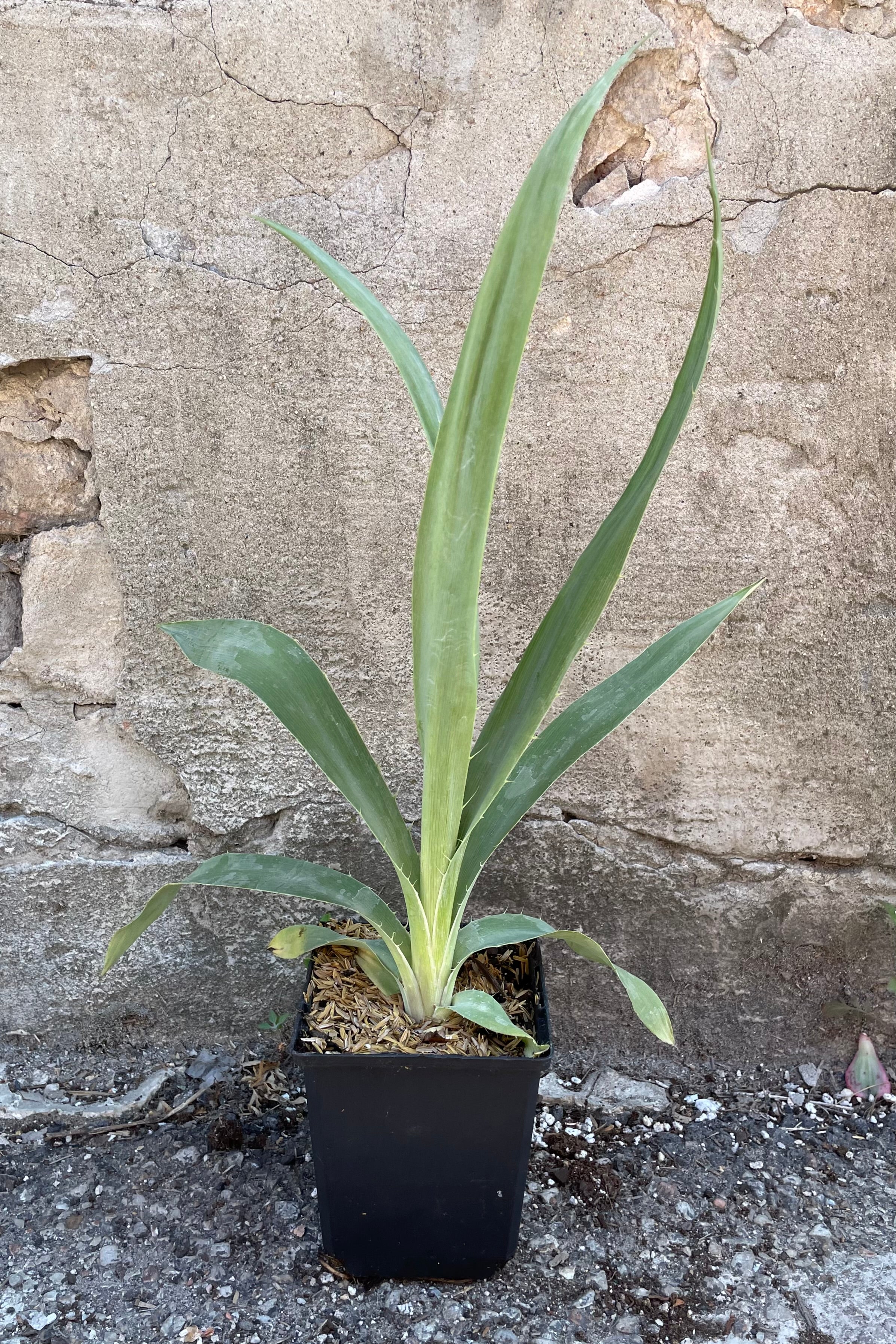 Eryngium yuccifolium in a 1qt container the beginning of June before flowering in front of a concrete wall.
