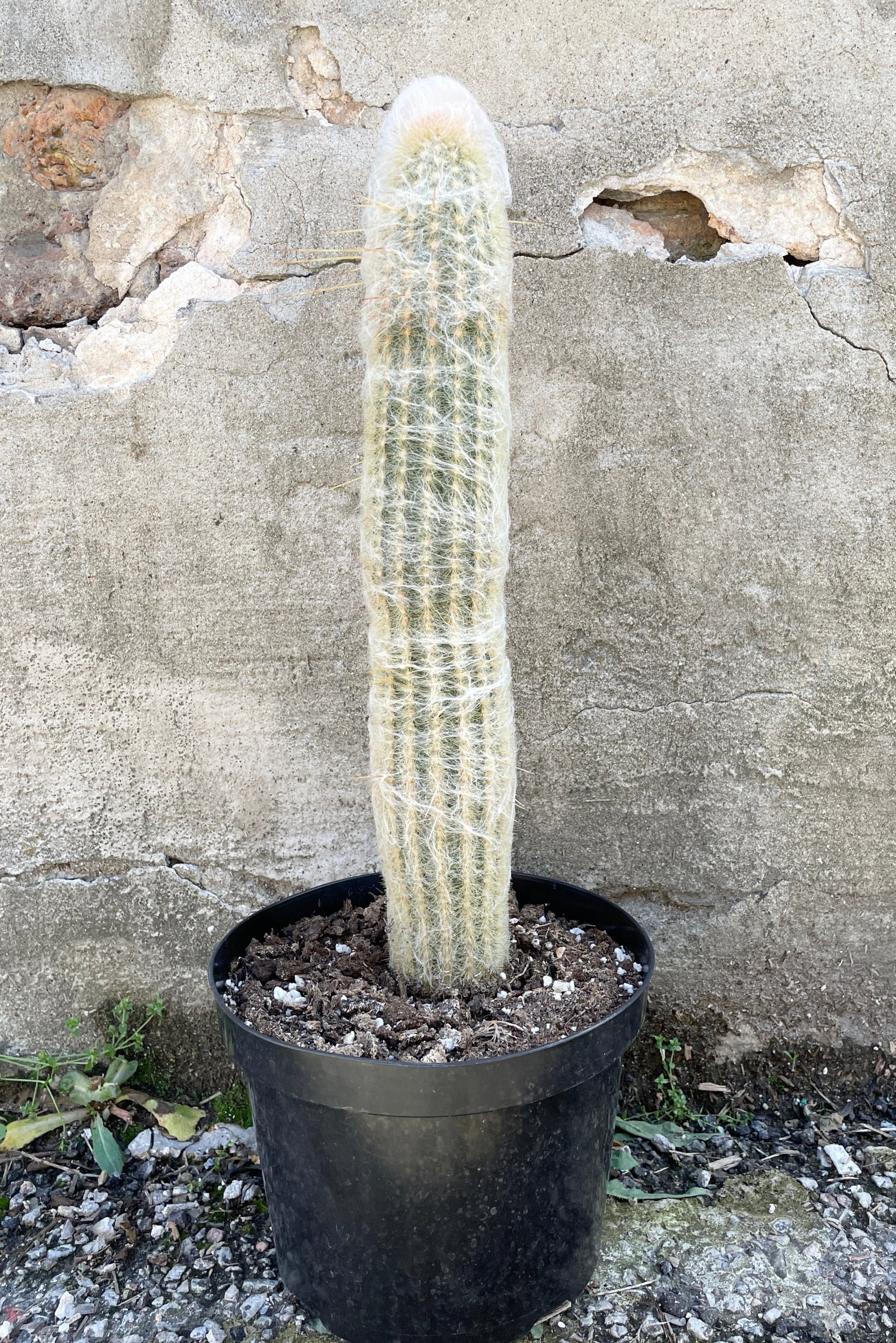 Espostoa lanata standing upright withers white hair like exterior in a 8" growers pot. ©Sprout Home