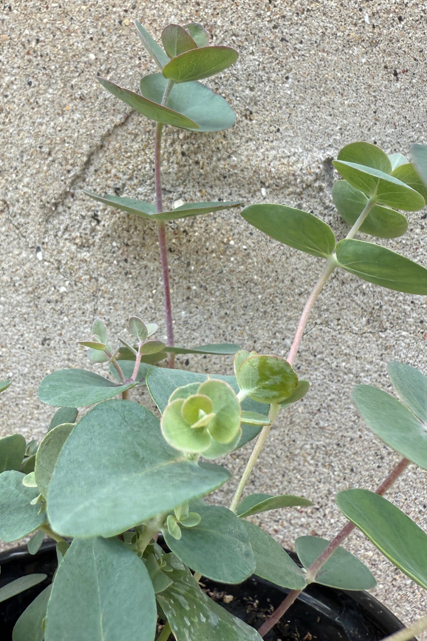 Eucalyptus cinerea detail in May ©Sprout Home