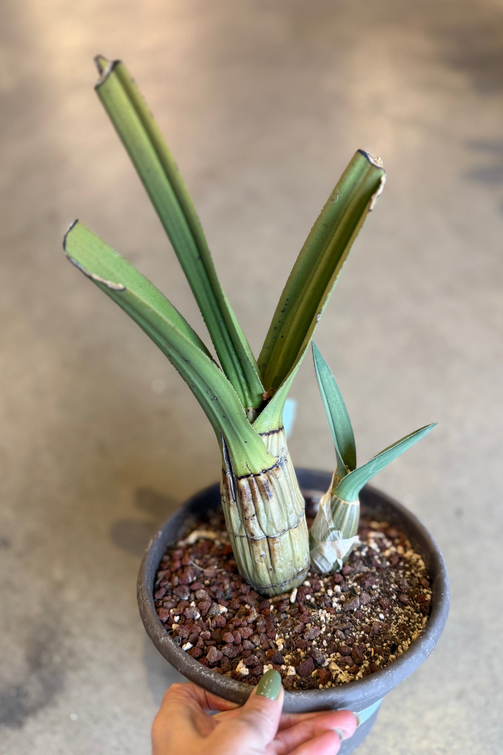 Eulophia petersii "Desert Orchid" in an 8 growers pot being held against a concrete background ©Sprout Home
