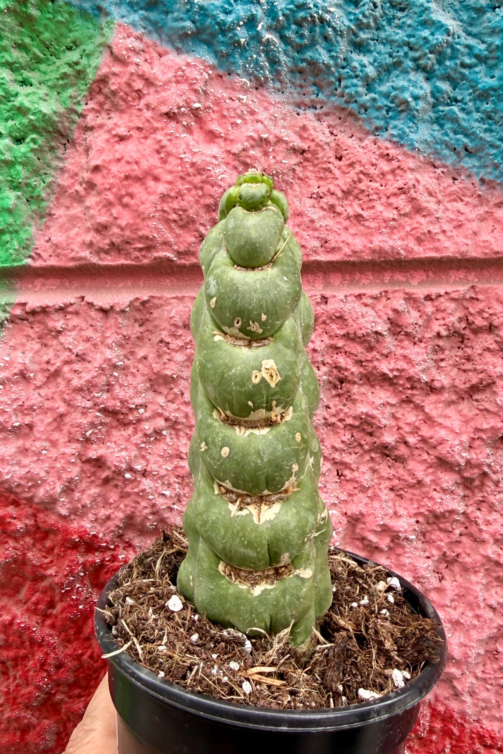 Potted Eulychnia Castanea Spiralis succulent plant against a colorful wall with red, green, and blue hues. ©Sprout Home