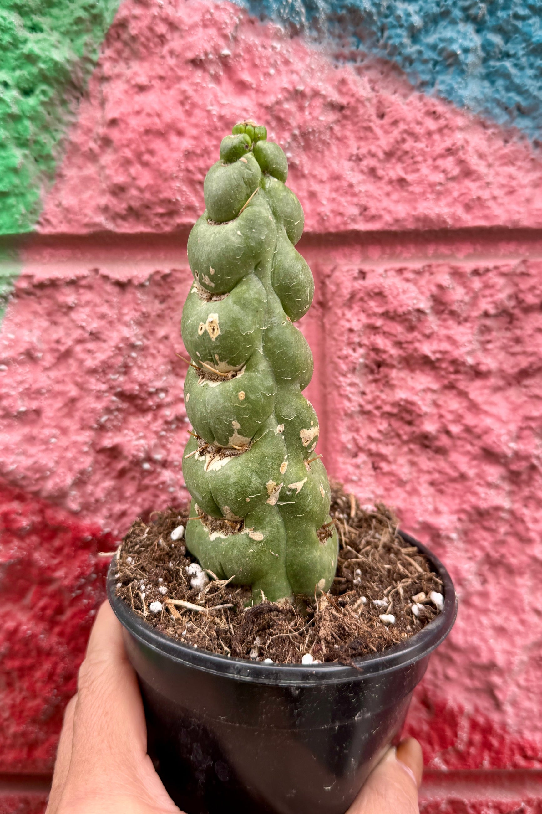 Small Eulychnia Castanea Spiralis cactus plant in a 4" pot held against a colorful wall. ©Sprout Home