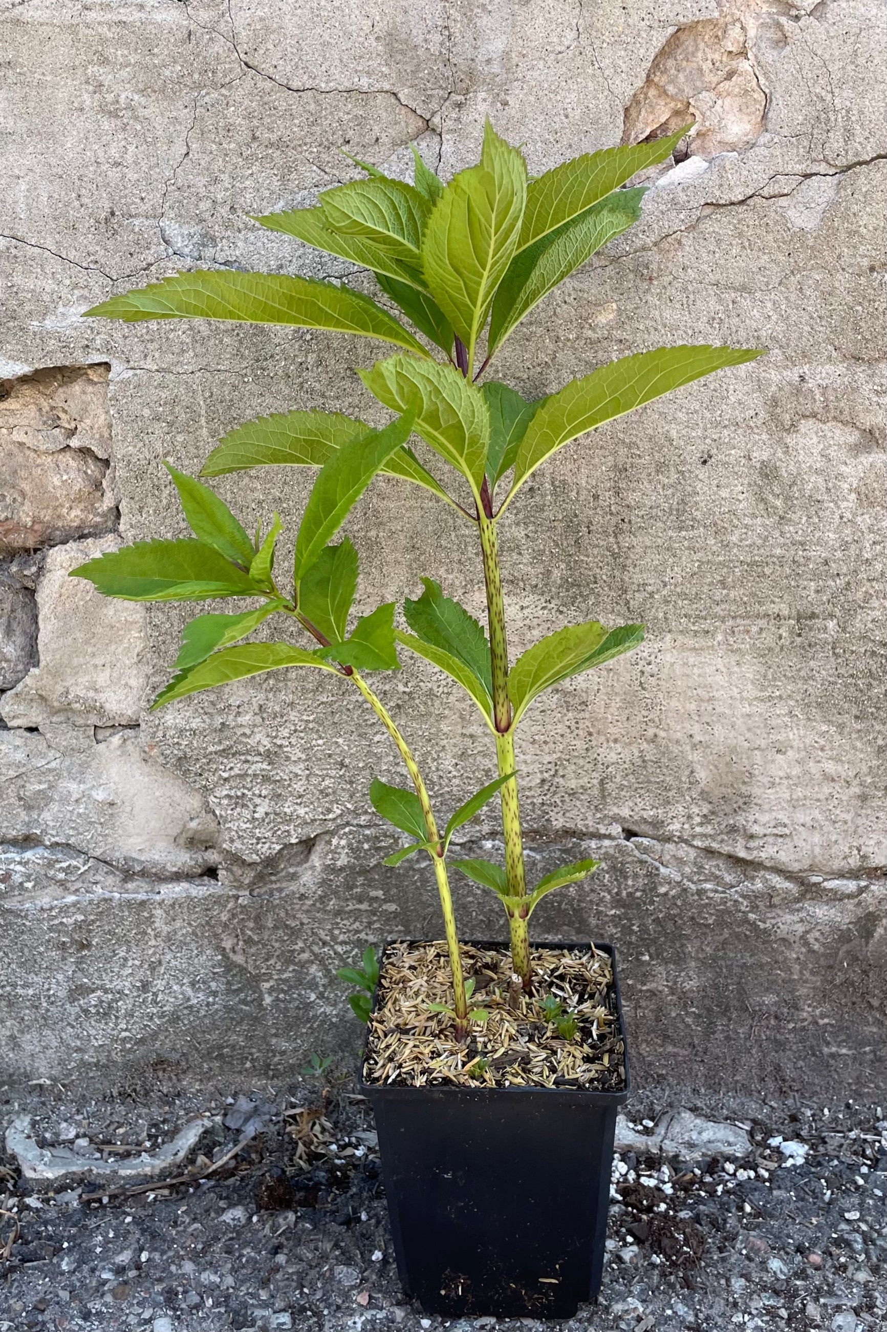 Eupatorium maculato in a 1qt pot the beginning of June before flowering in front of a concrete wall. ©Sprout Home