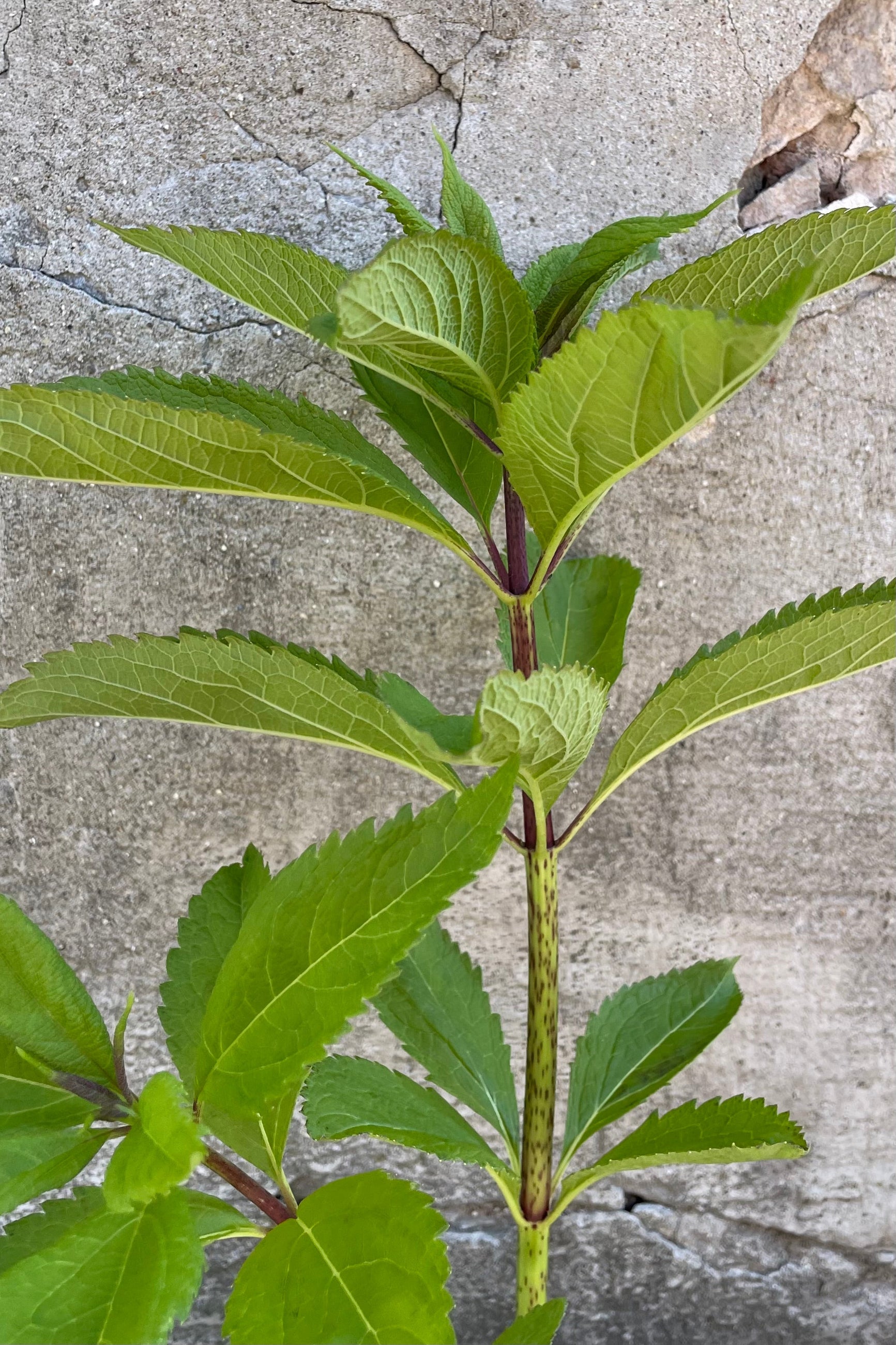Eupatorium maculatum up close showing the green sturdy leaves. ©Sprout Home