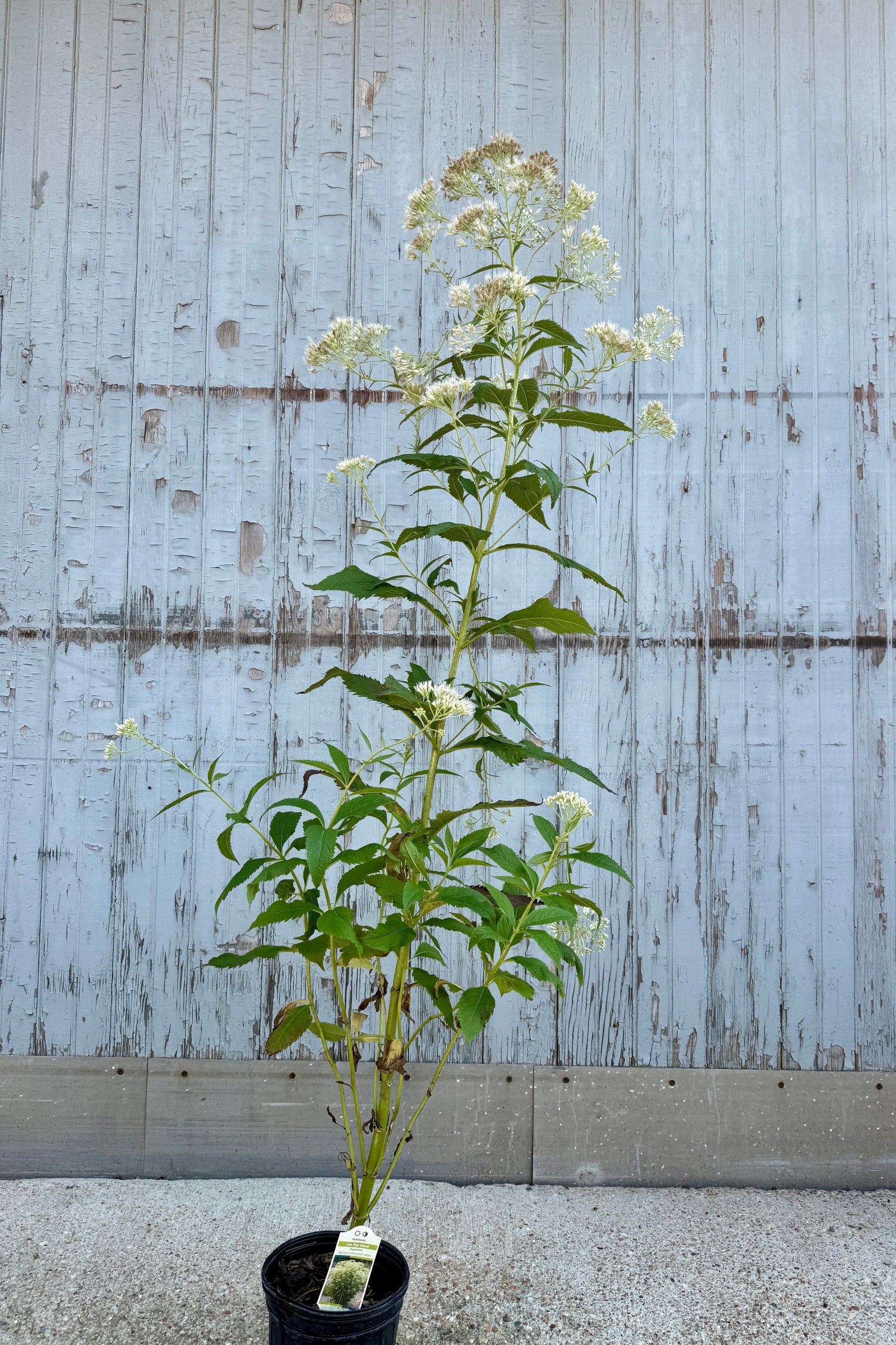 Eupatorium 'Monarch Madness White' #1 with clusters of small white flowers the middle of July, shown standing in a black nursery pot against a weathered light gray wooden fence. ©Sprout Home