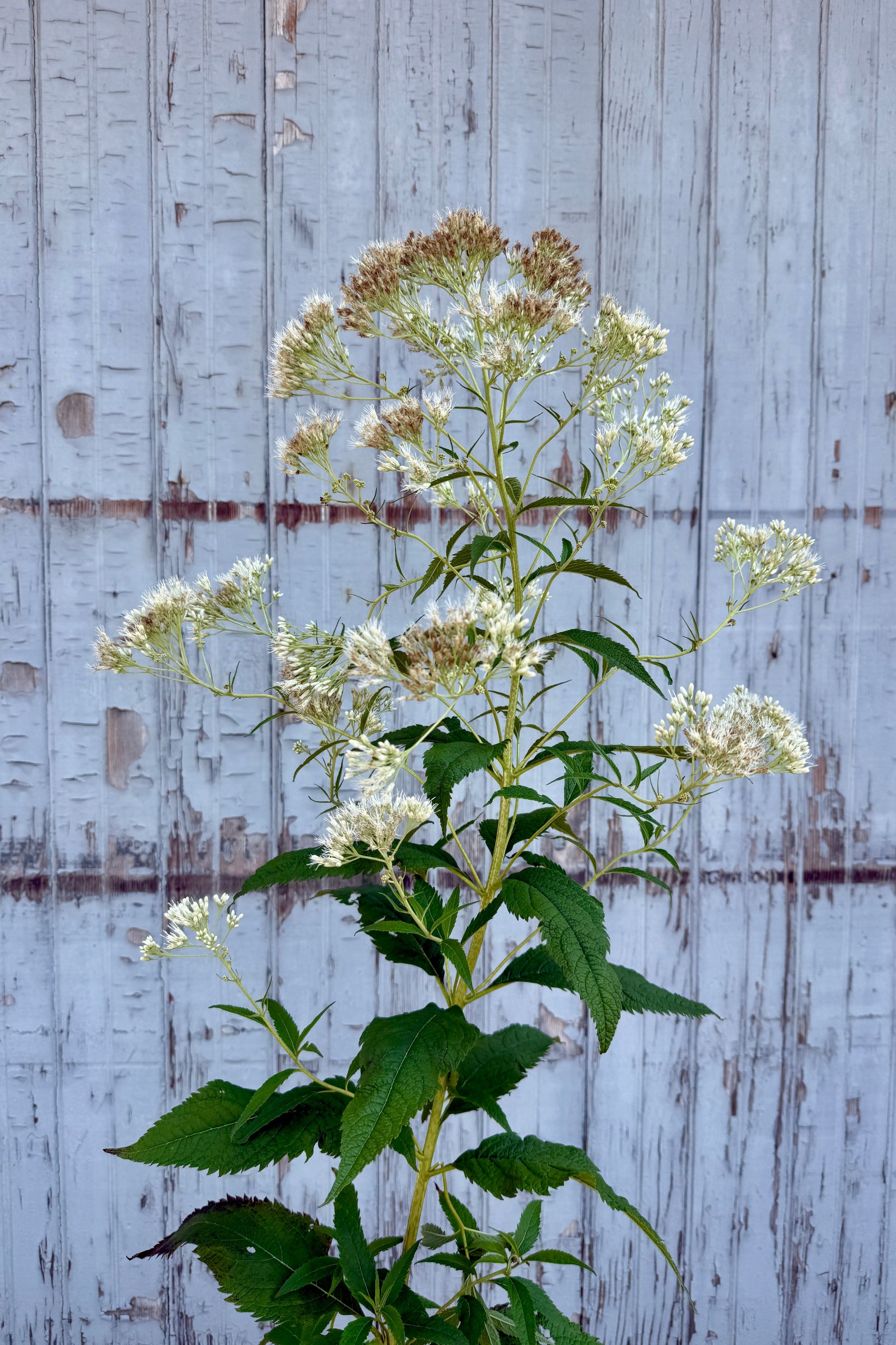 A tall flowering Eupatorium 'Monarch Madness White' with clusters of small white blossoms and green leaves the middle of July, photographed in front of a weathered light gray wooden plank background ©Sprout Home