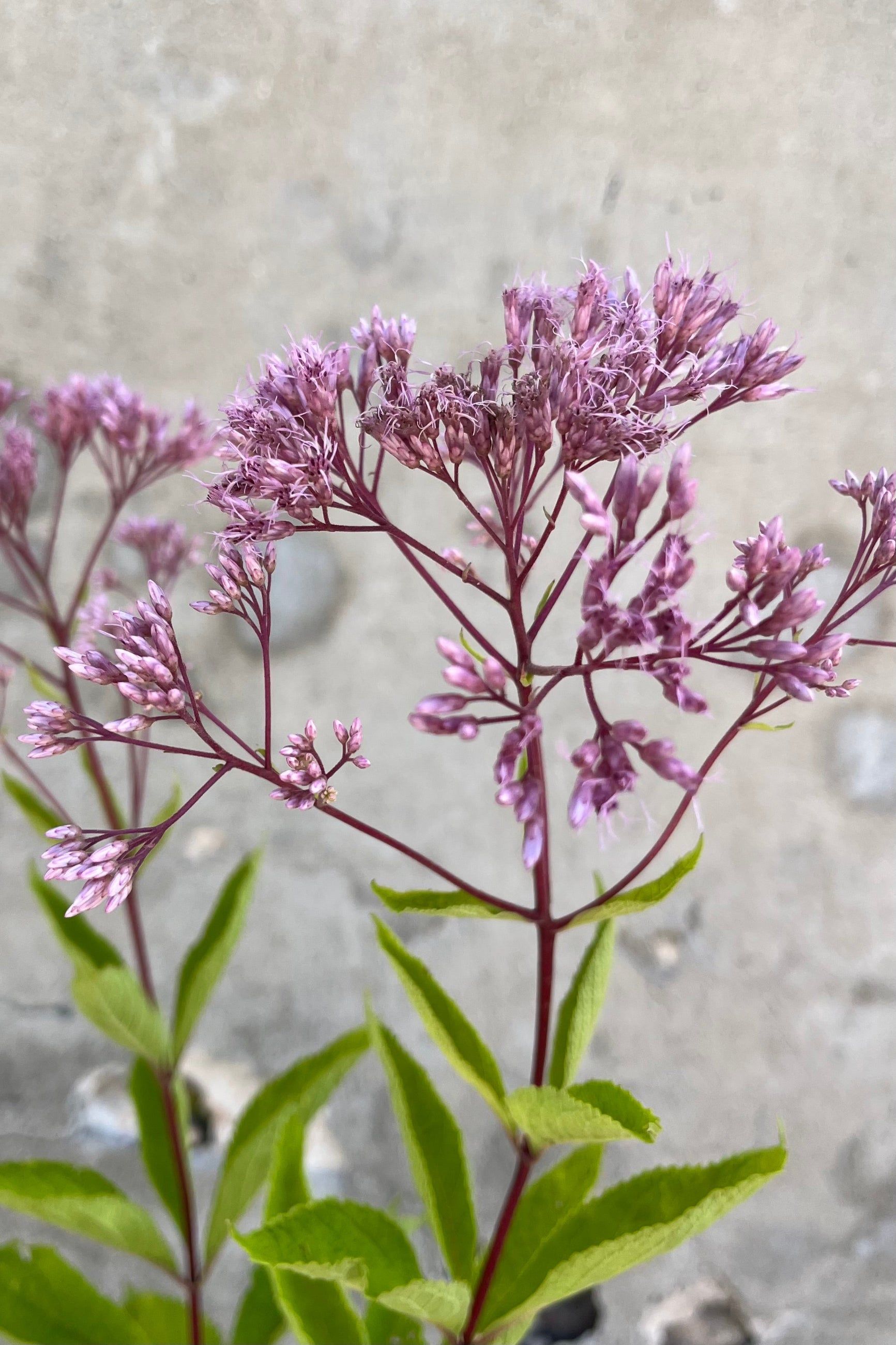detail image of the pink blooms of Eupatorium 'Phantom' mid August at Sprout Home. ©Sprout Home