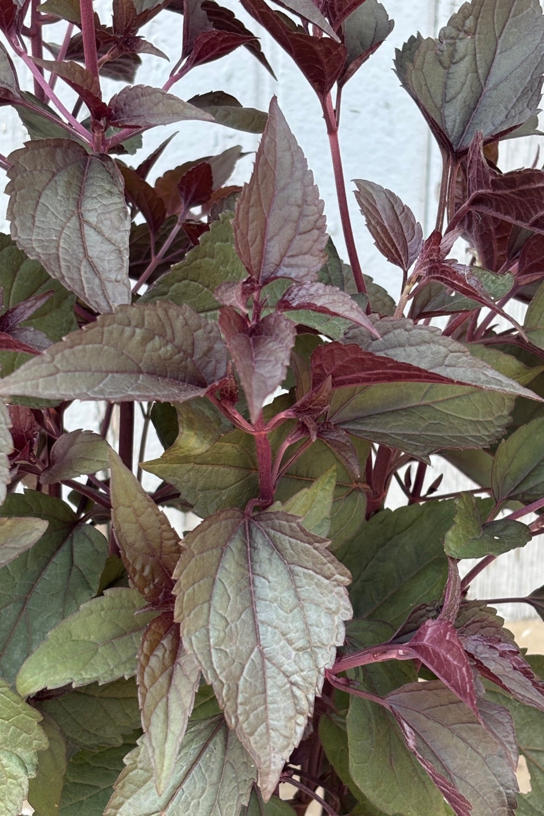 Eupatorium r. 'Chocolate' leaves up close in July against a wood wall ©Sprout Home