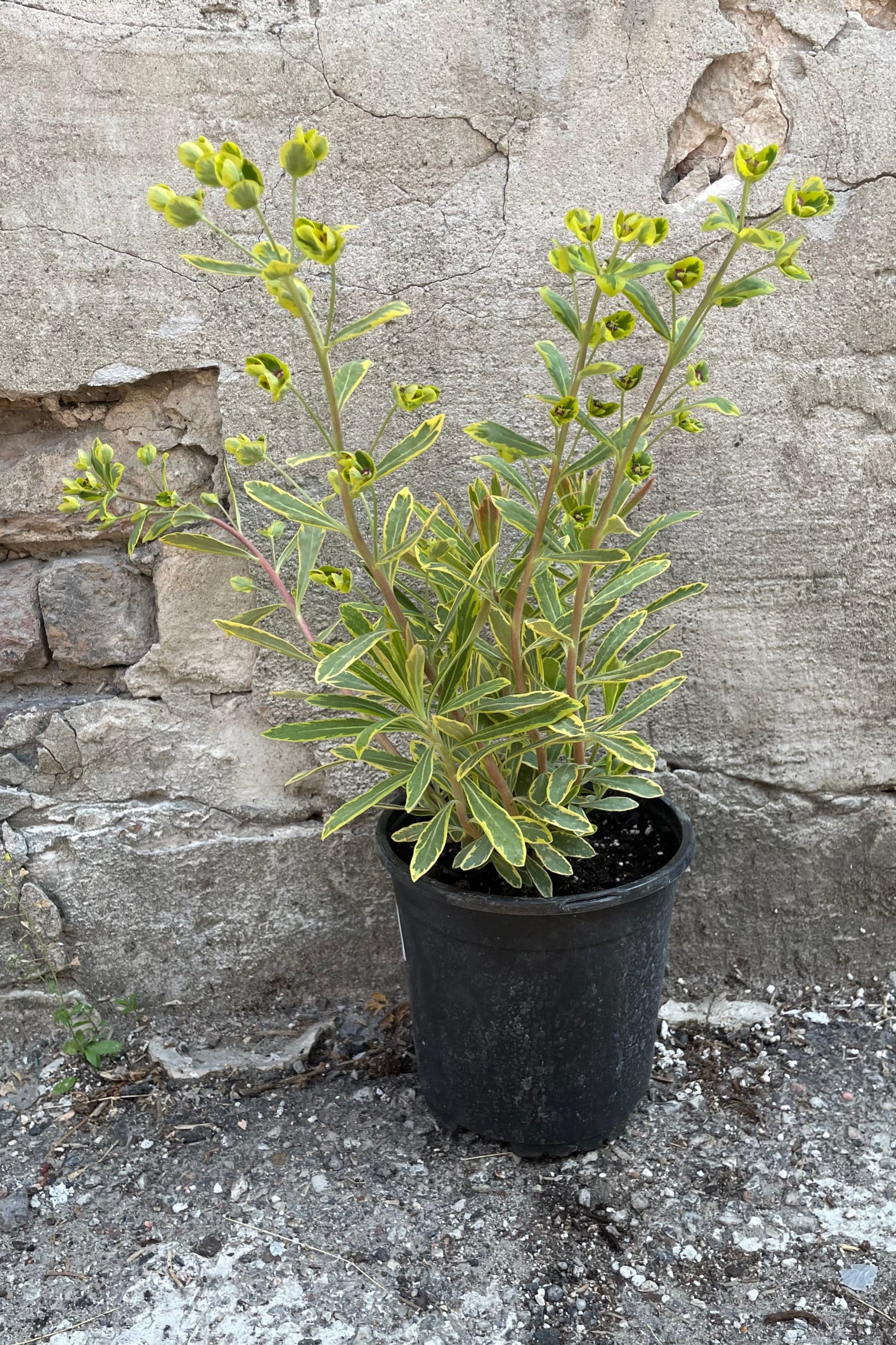 Euphorbia 'Ascot Rainbow' in a #1 growers pot the beginning of June showing its bright sage green with yellow margined leaves and blooms. ©Sprout Home