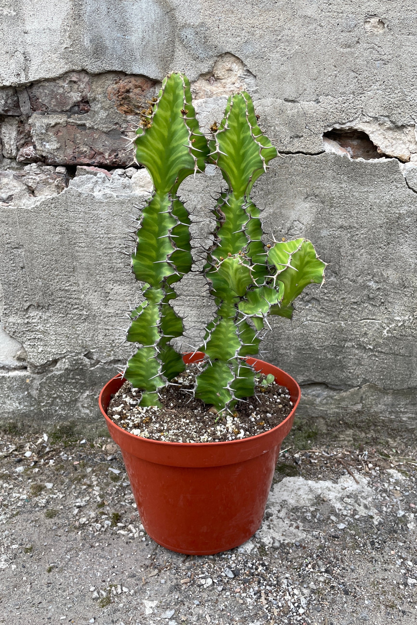 Euphorbia grandicornis in a 10" growers pot against a concrete wall at SPROUT HOME. ©Sprout Home