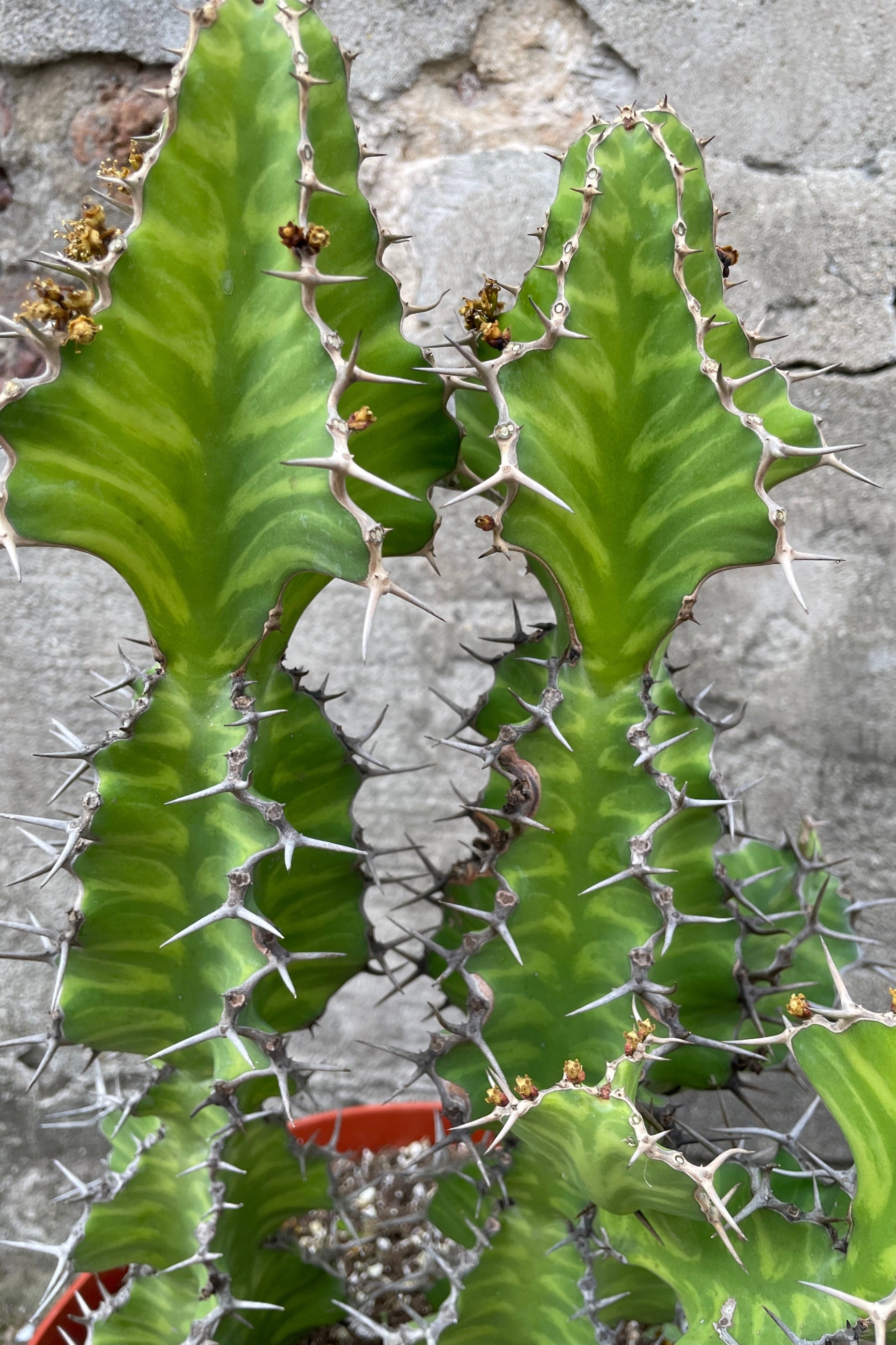 Euphorbia grandicornis up close showing the variegation and thorns at SPROUT HOME. ©Sprout Home