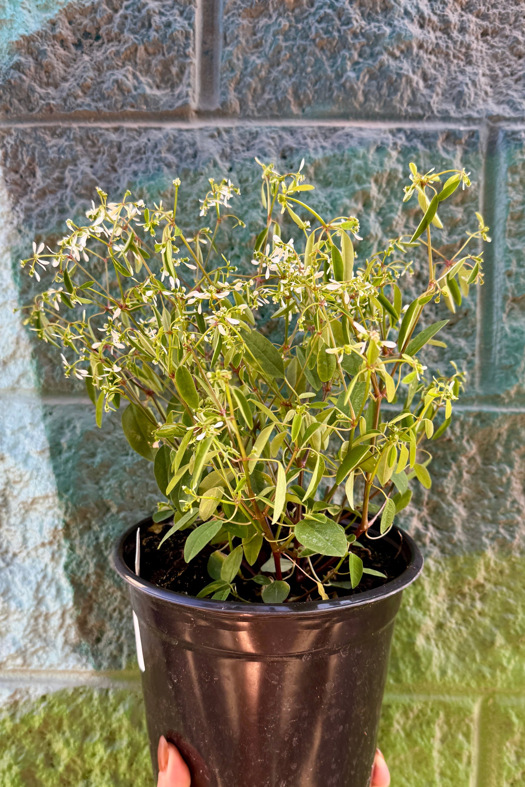Euphorbia 'Glitz' in a #1 growers pot against a colorful blue wall ©Sprout Home