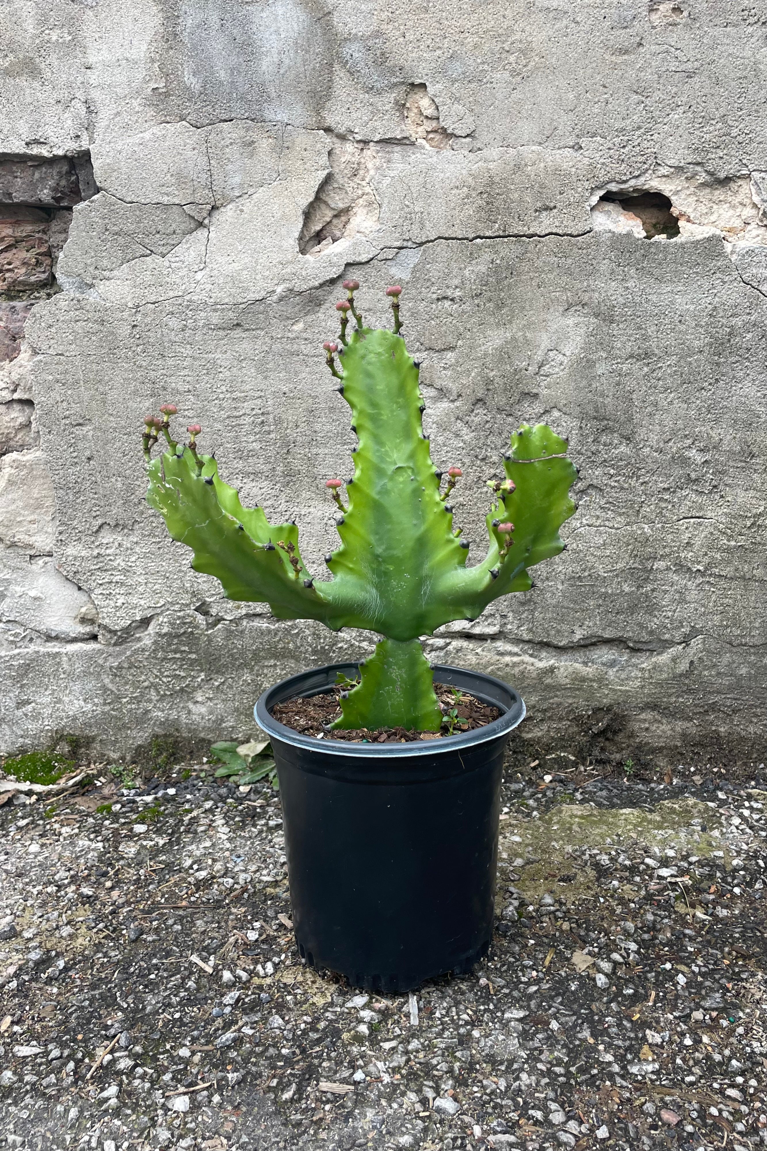 Photo of a Euphorbia lactea's craggy green stems and branches in a black pot against a cement wall.